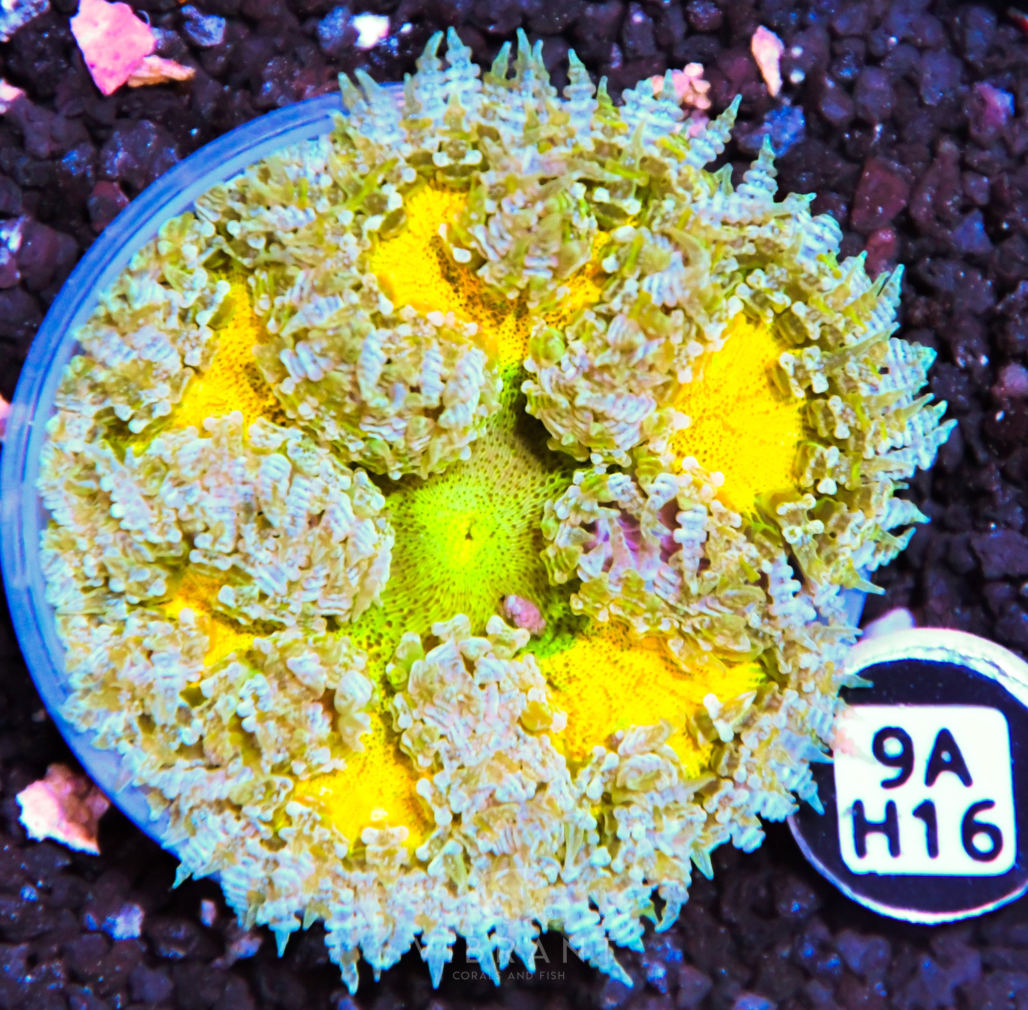 ⭐️ Rock Flower Anemone