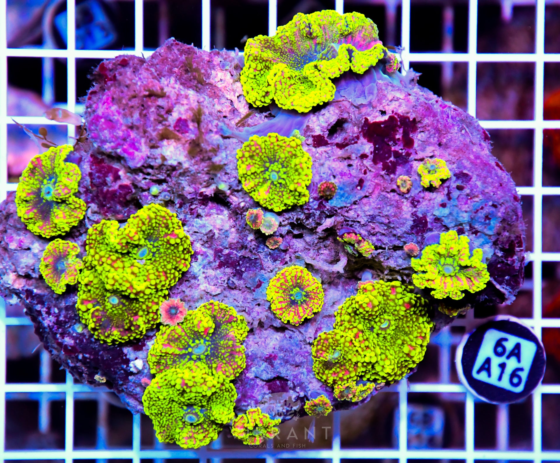 Mushroom INDO W