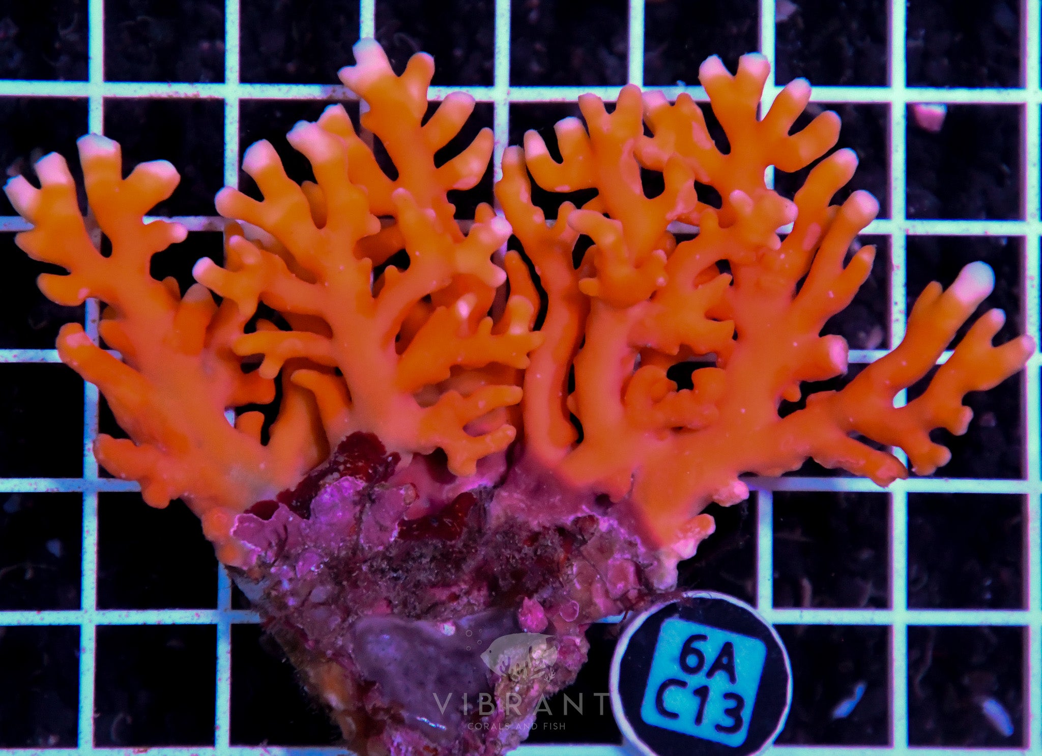 Lace Coral AUS
