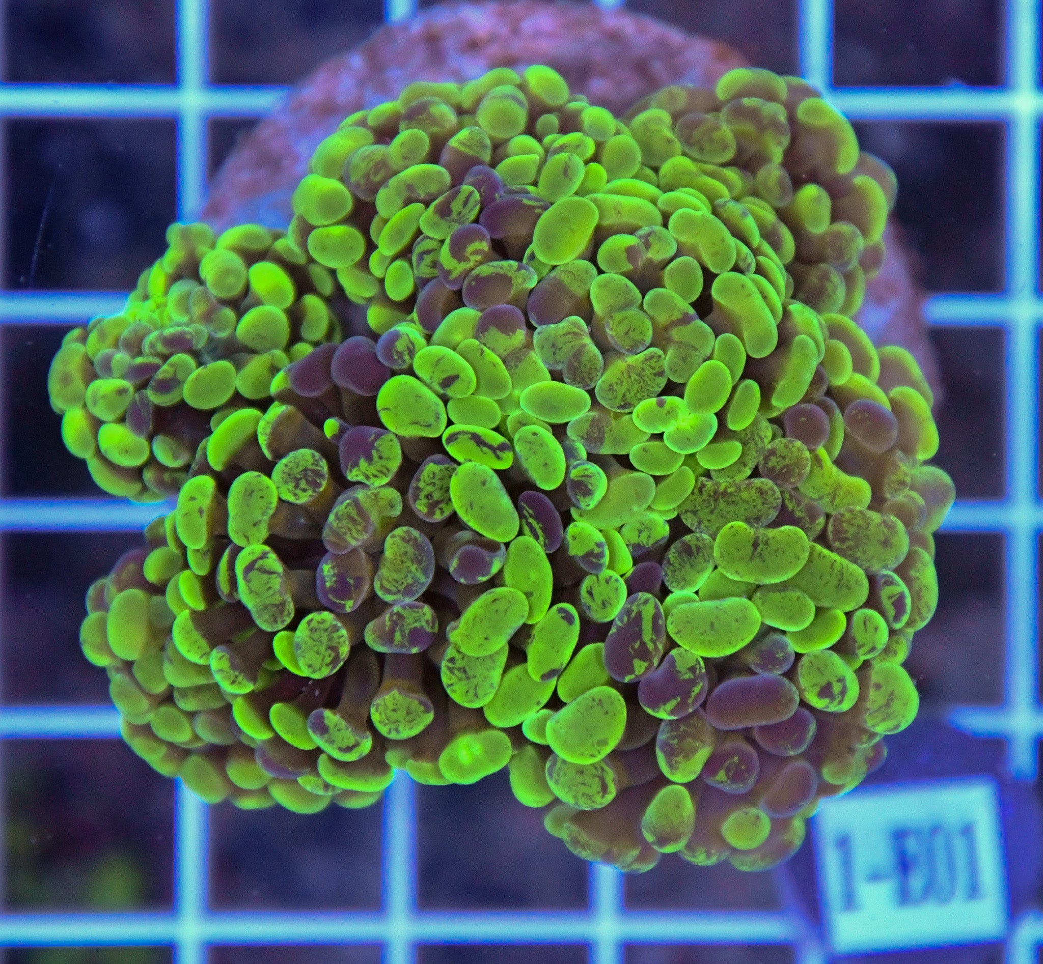 Hammer Branching INDO