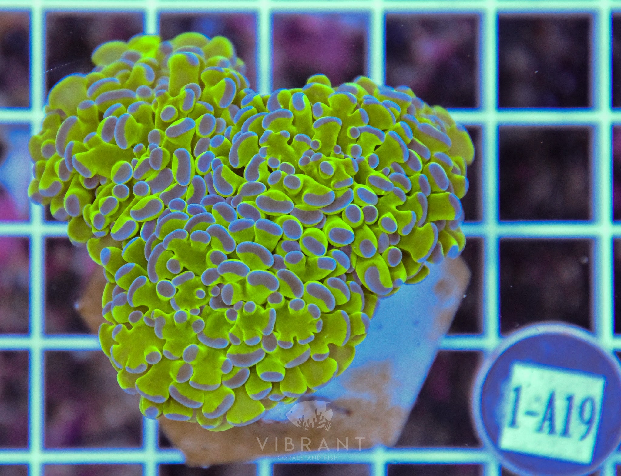 Hammer Branching Aquacultre