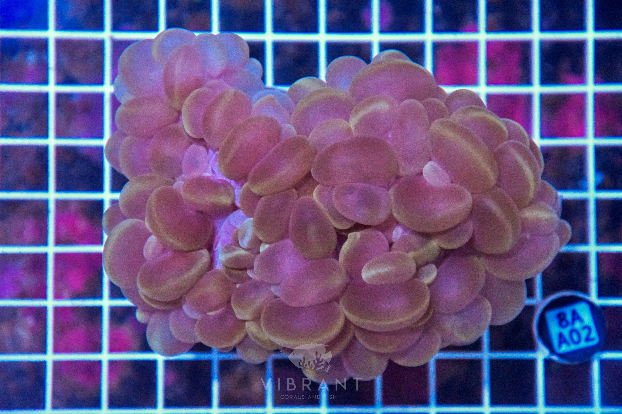 Bubble Coral INDO