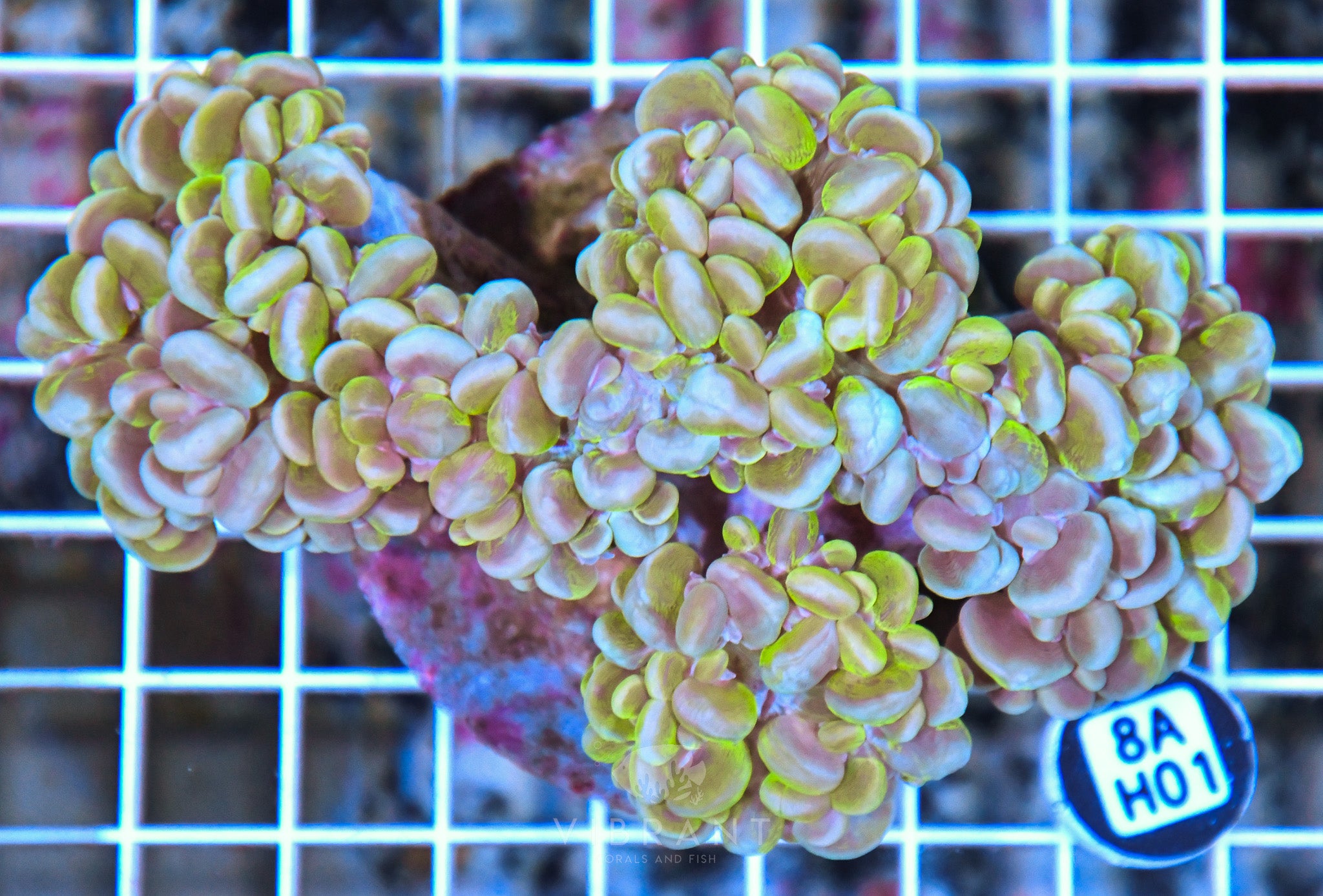 Bubble Coral INDO