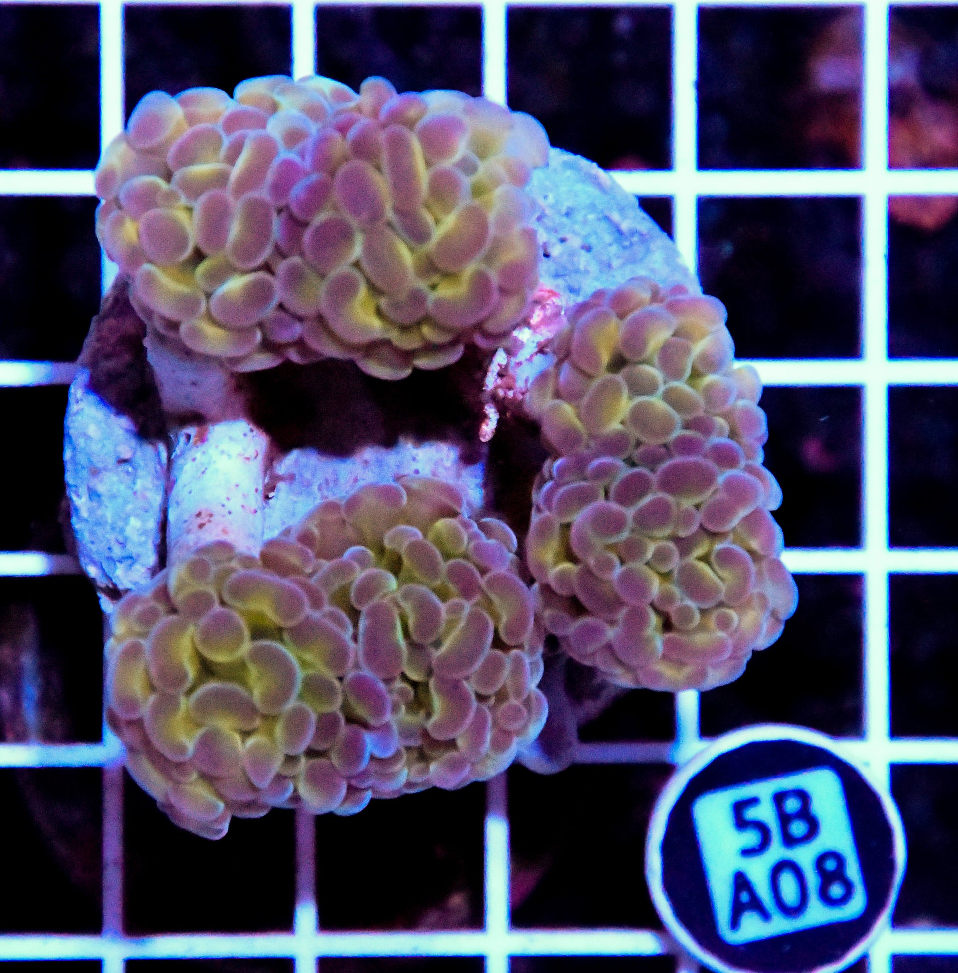 Hammer Branching INDO Halogram