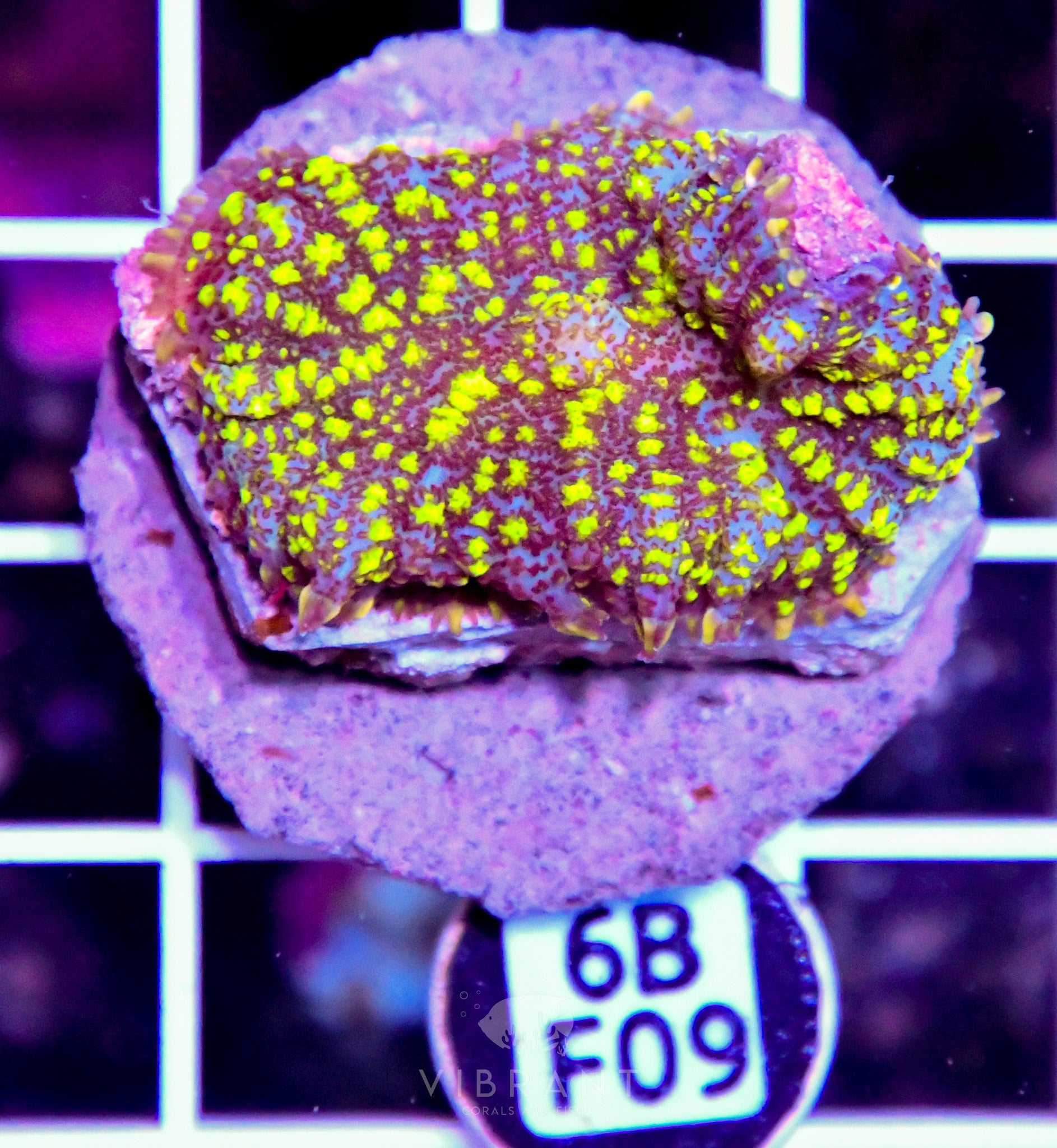 Mushroom INDO