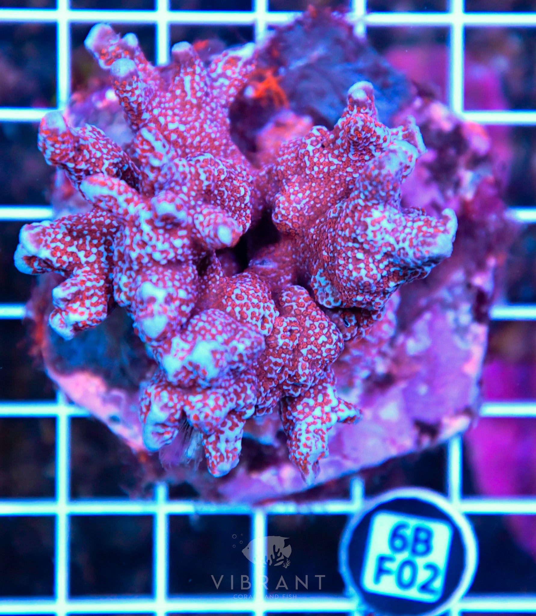 Montipora Digitata INDO