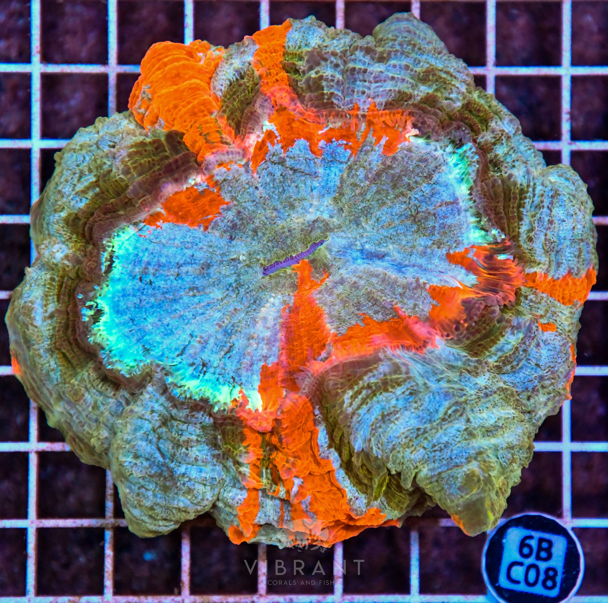 Acanthophyllia INDO W