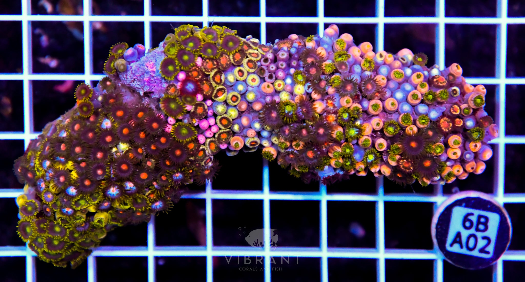 Zoa INDO W
