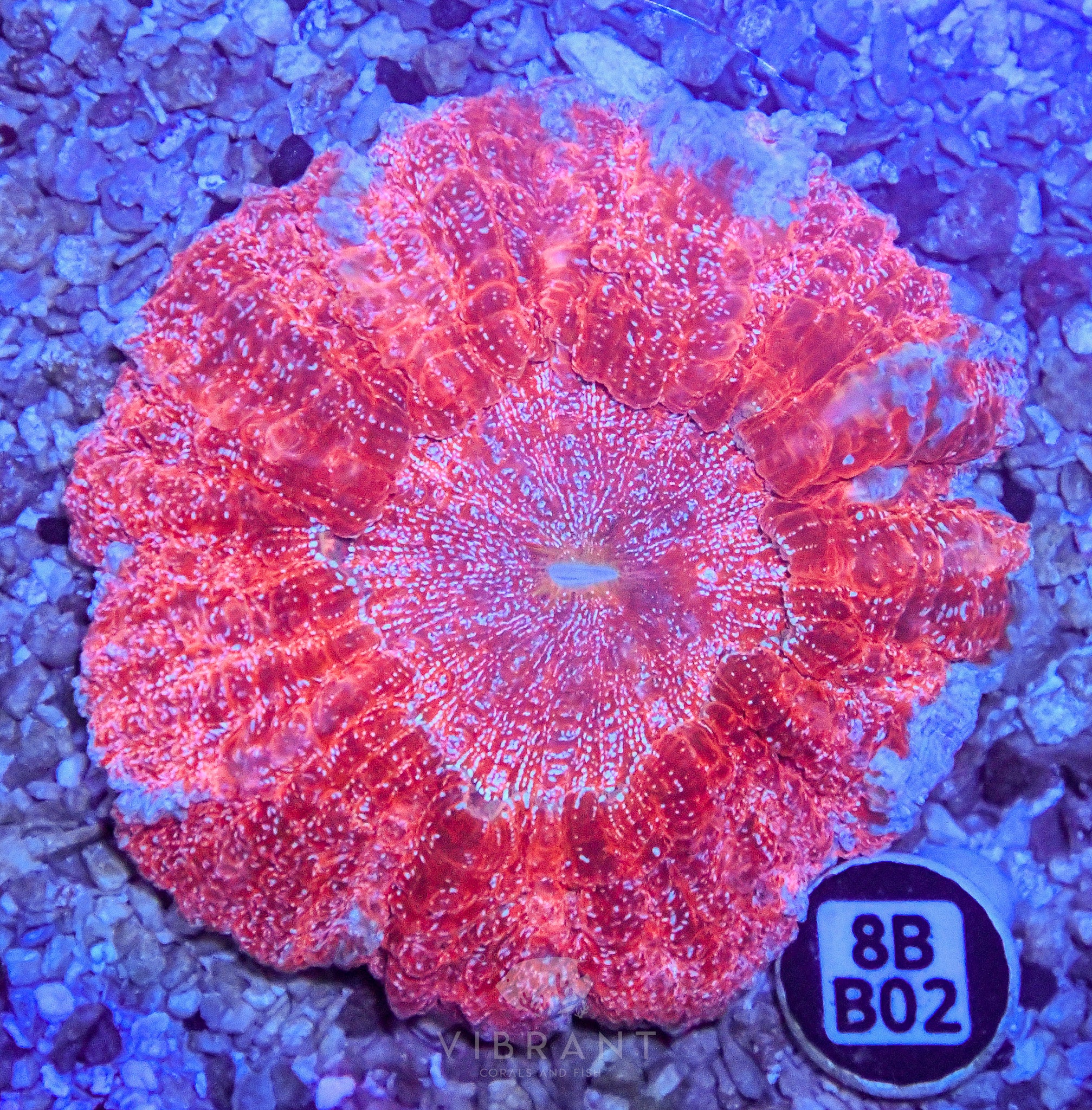 Acanthophyllia  INDO W