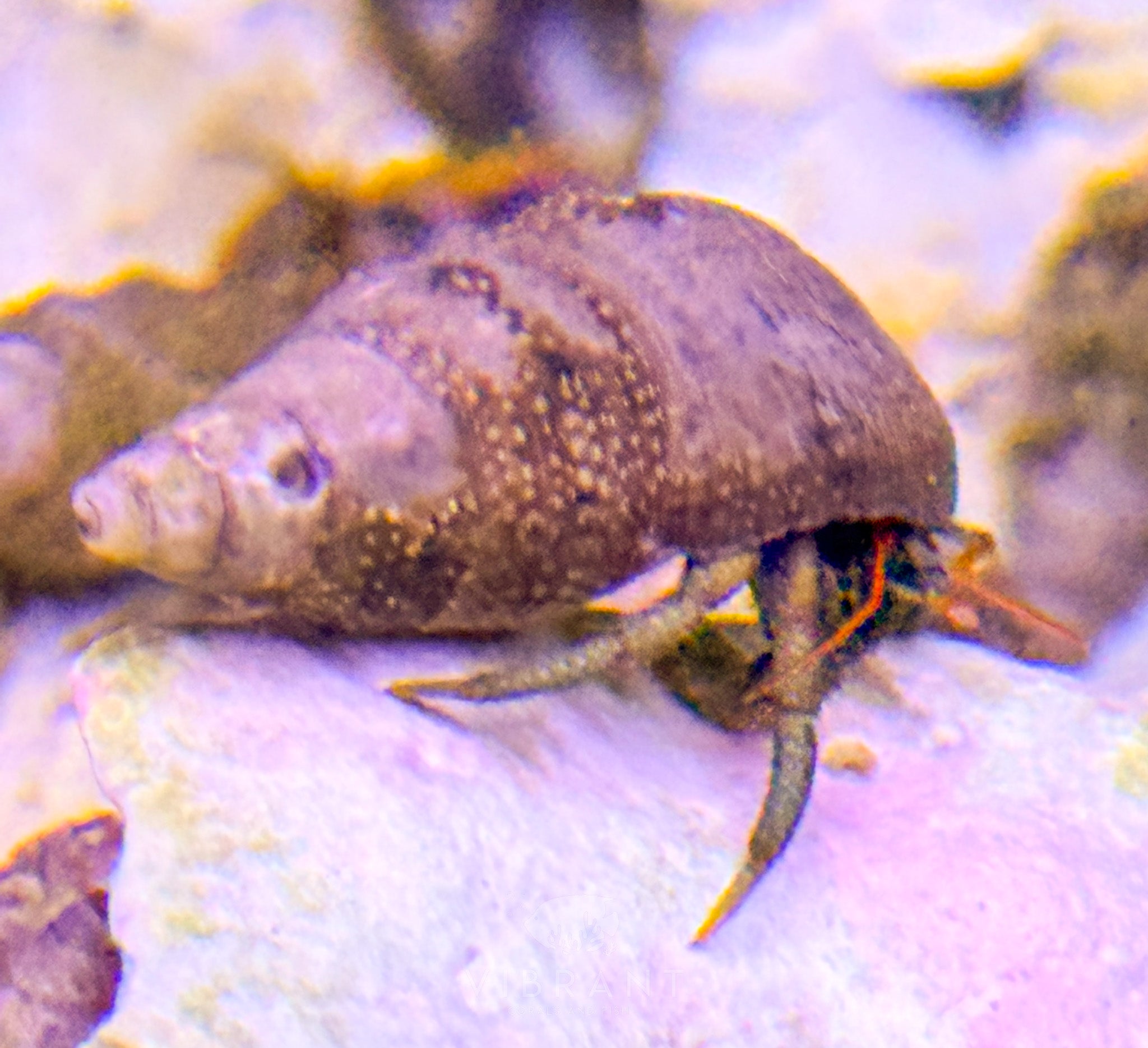 Red Legged Hermit MEX