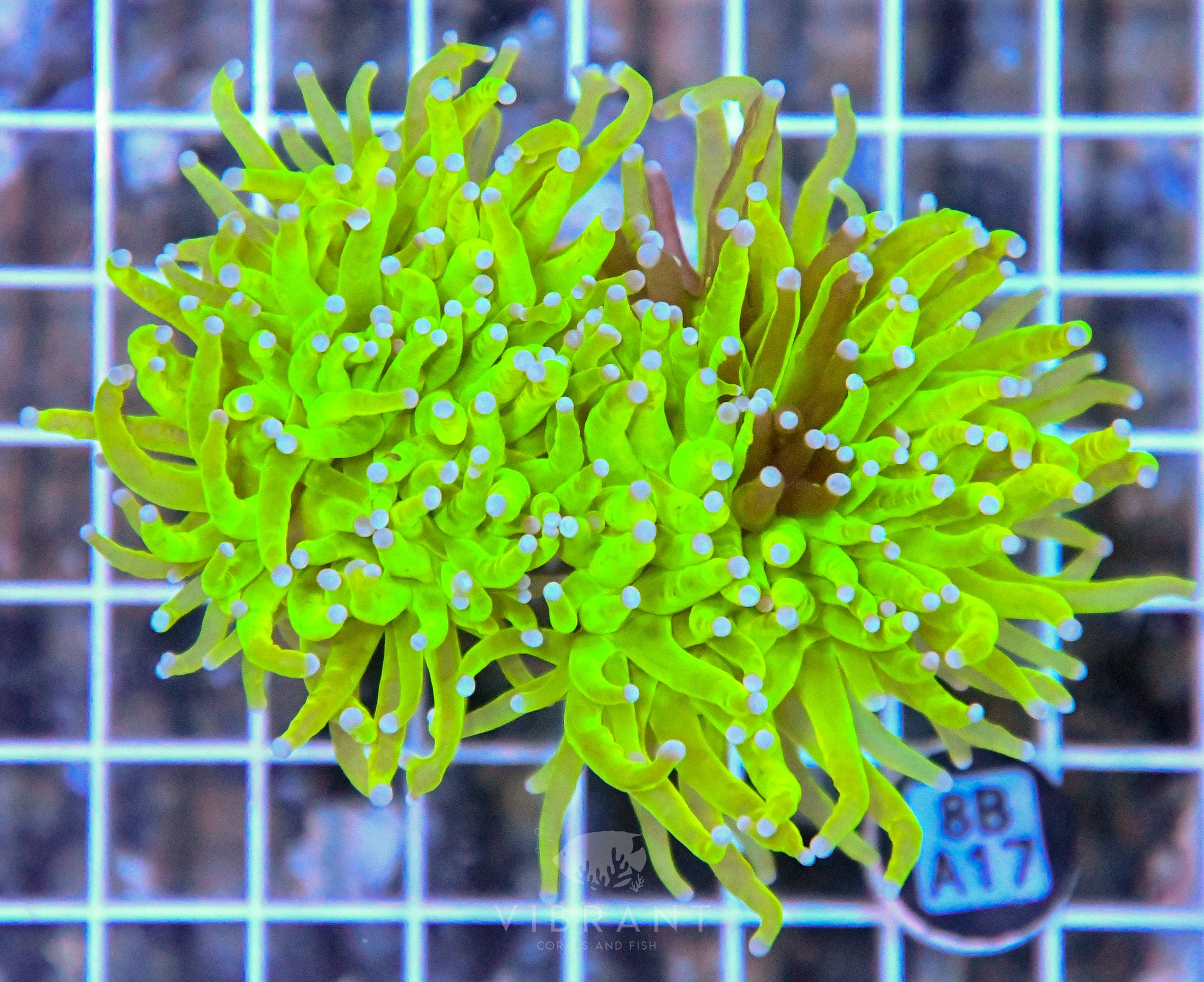 Torch Ultra INDO GRAFTED