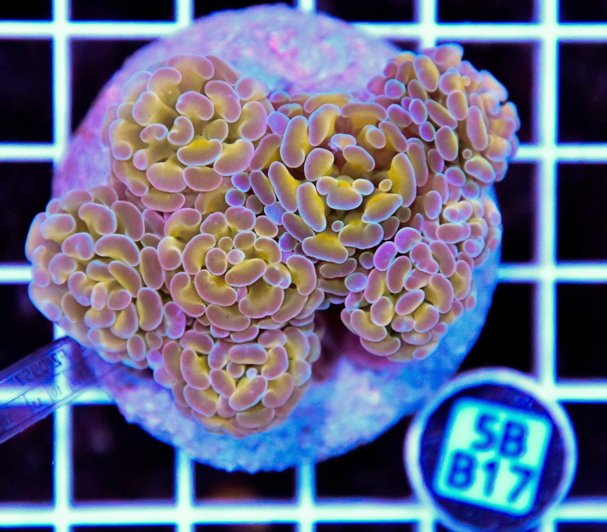 Hammer Branching INDO Halogram