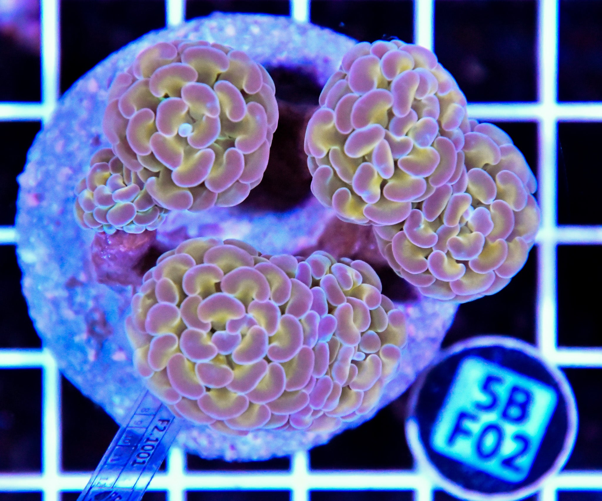 Hammer Branching INDO Halogram