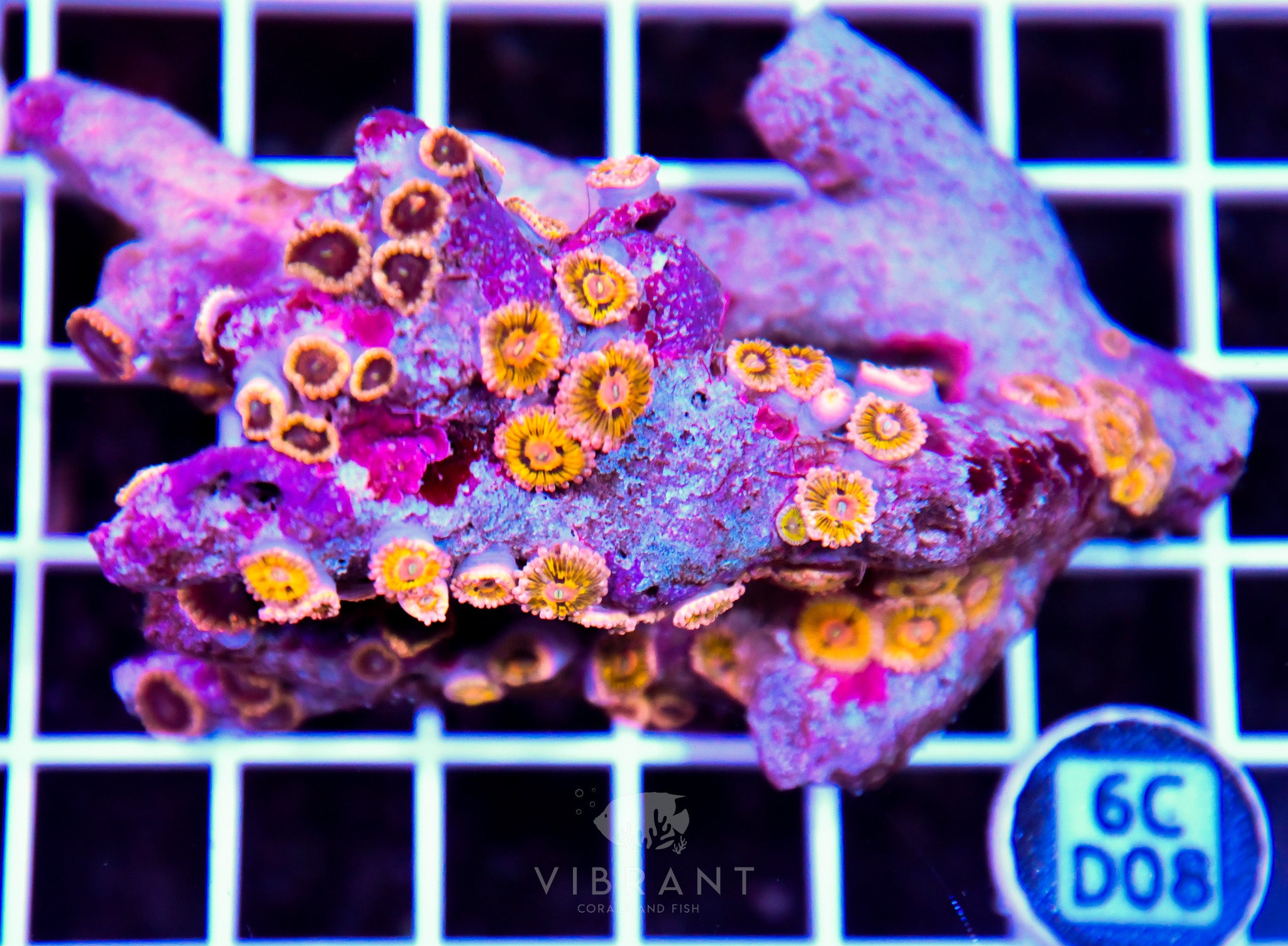 Zoa INDO W