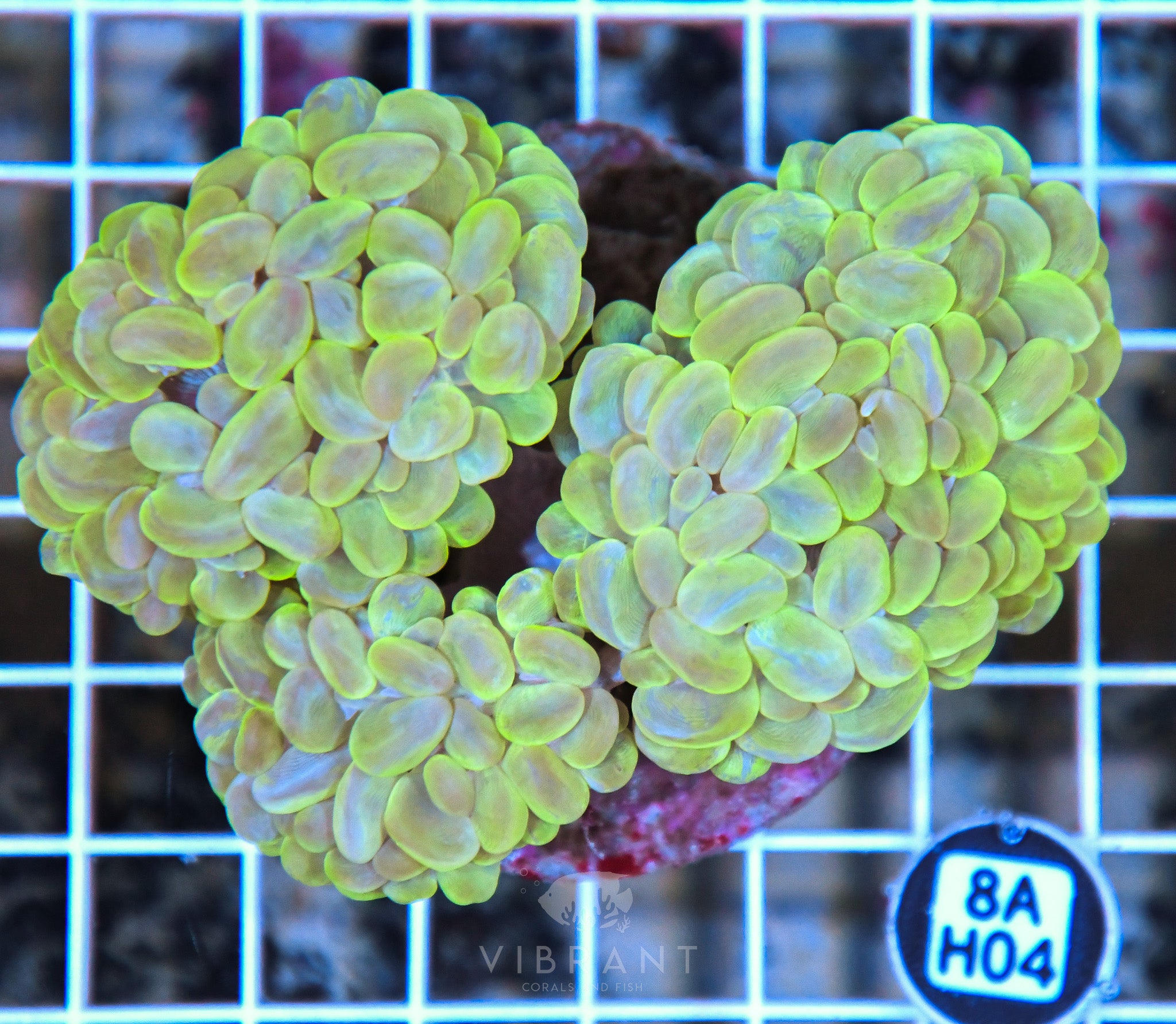 Bubble Coral INDO