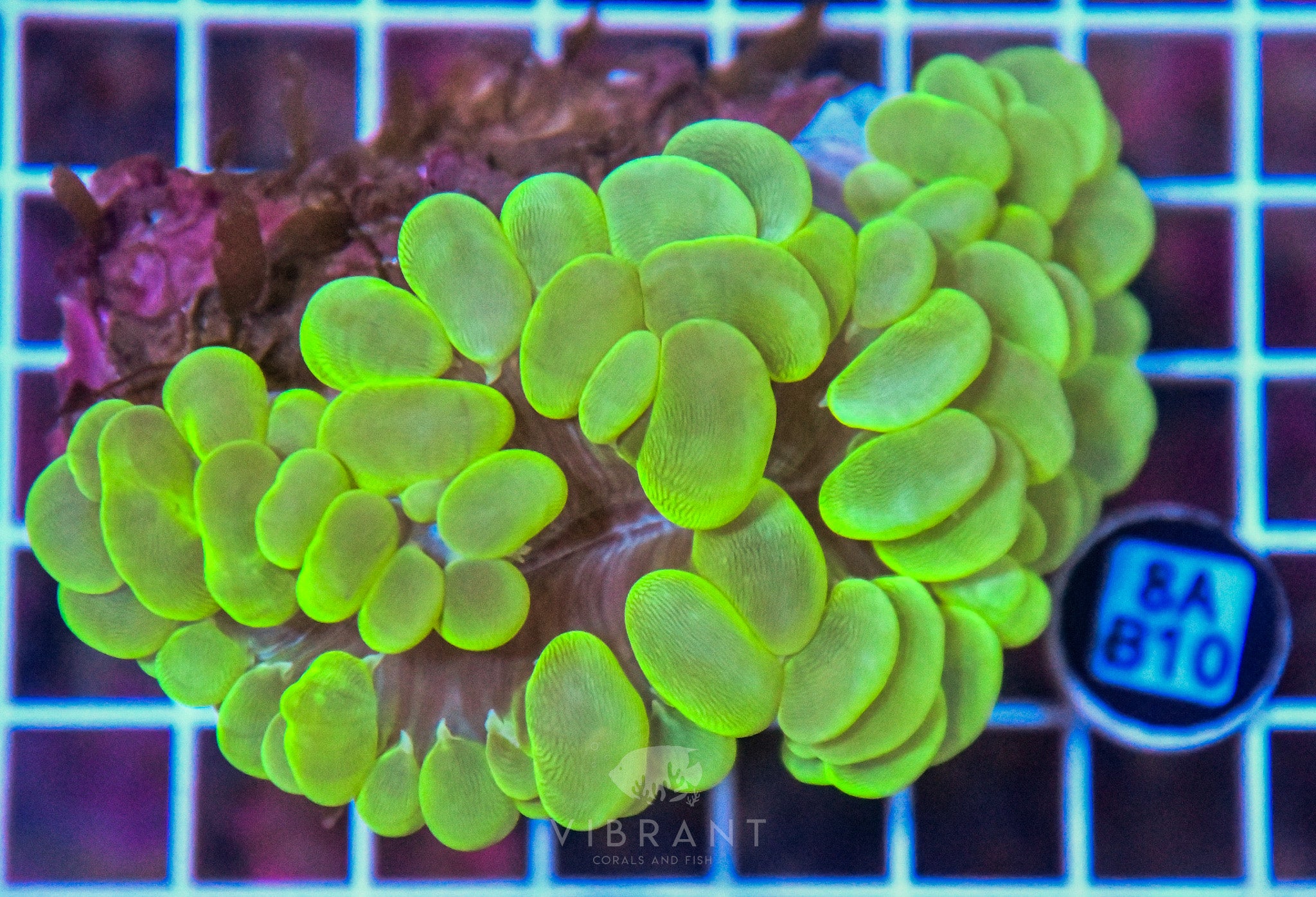 Bubble Coral INDO