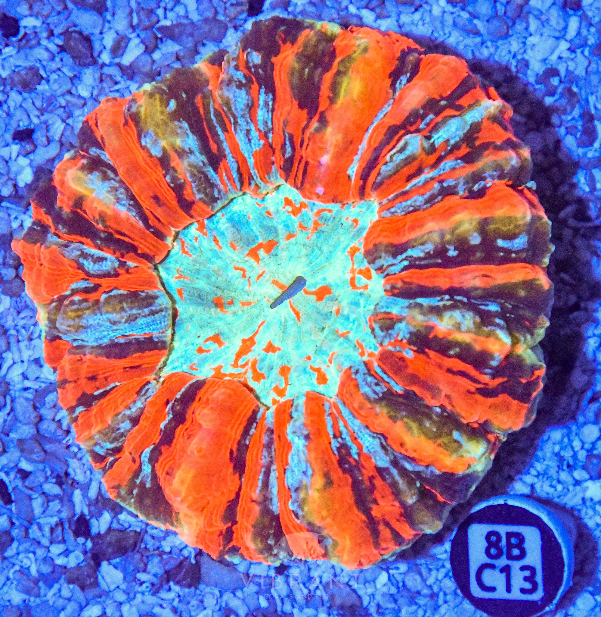 Acanthophyllia  INDO W