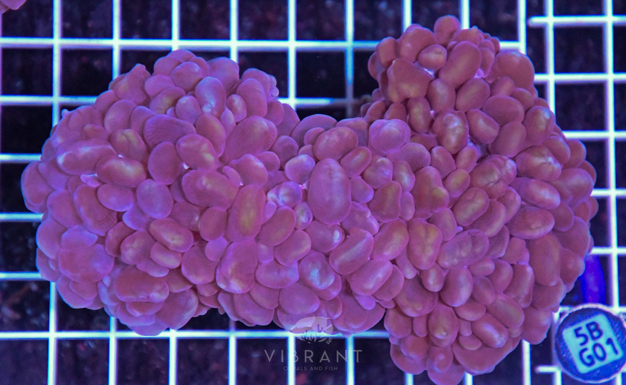 Bubble Coral AUS
