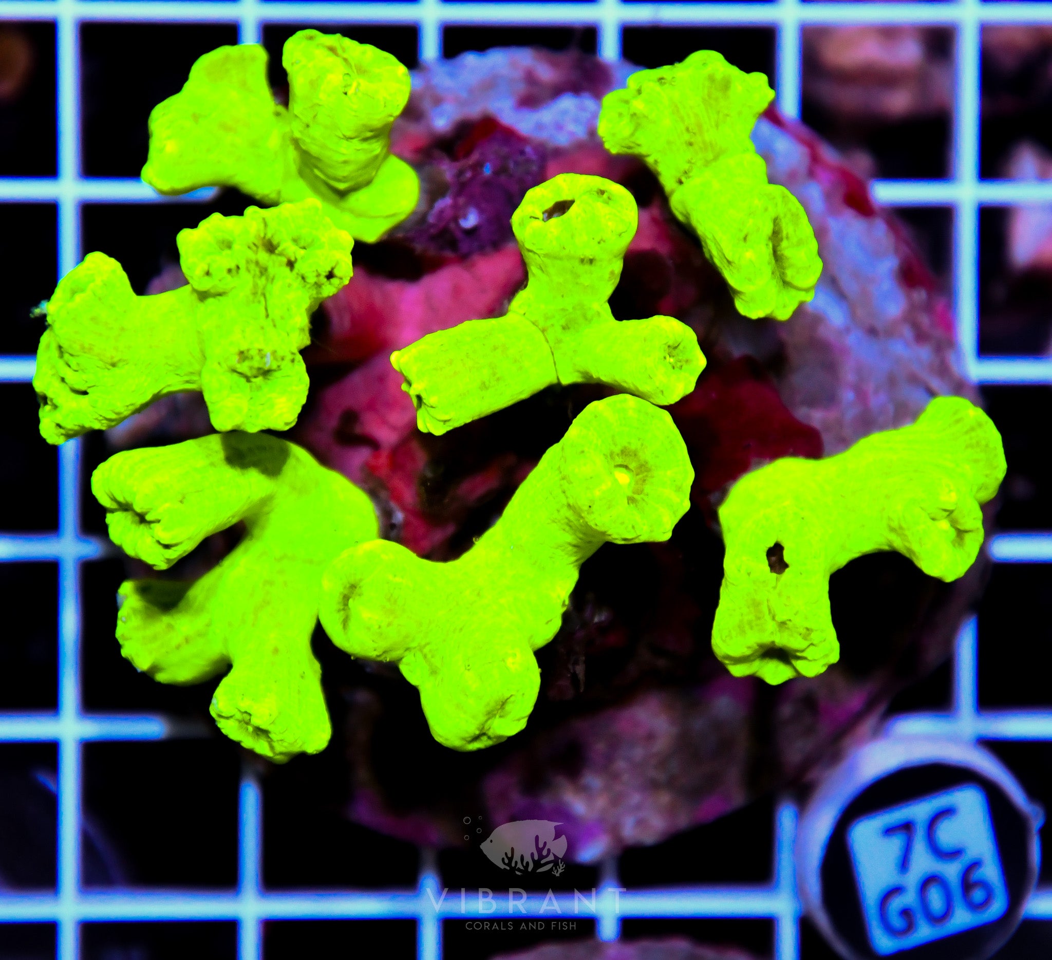 Candy Cane INDO