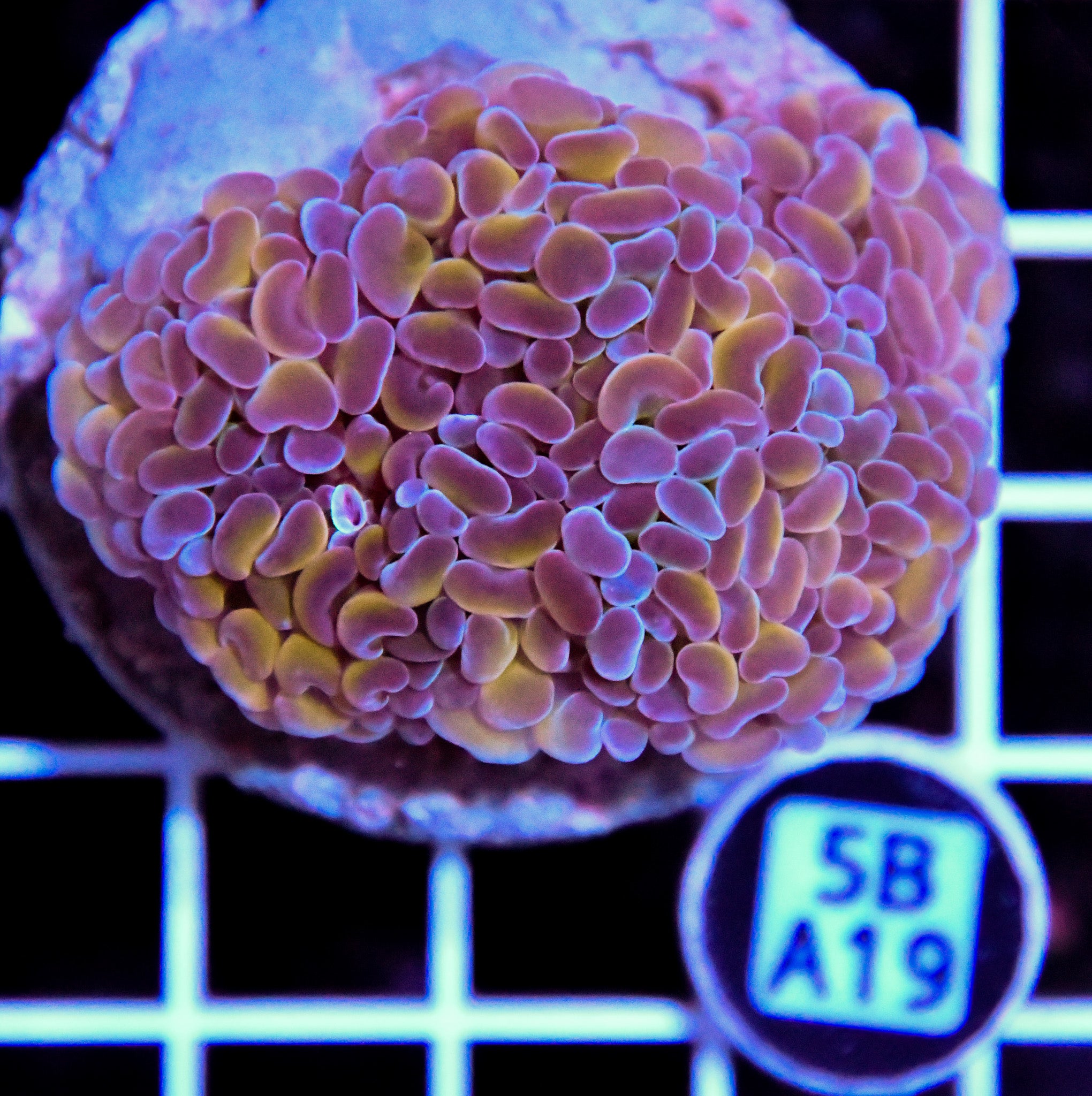 Hammer Branching INDO Halogram