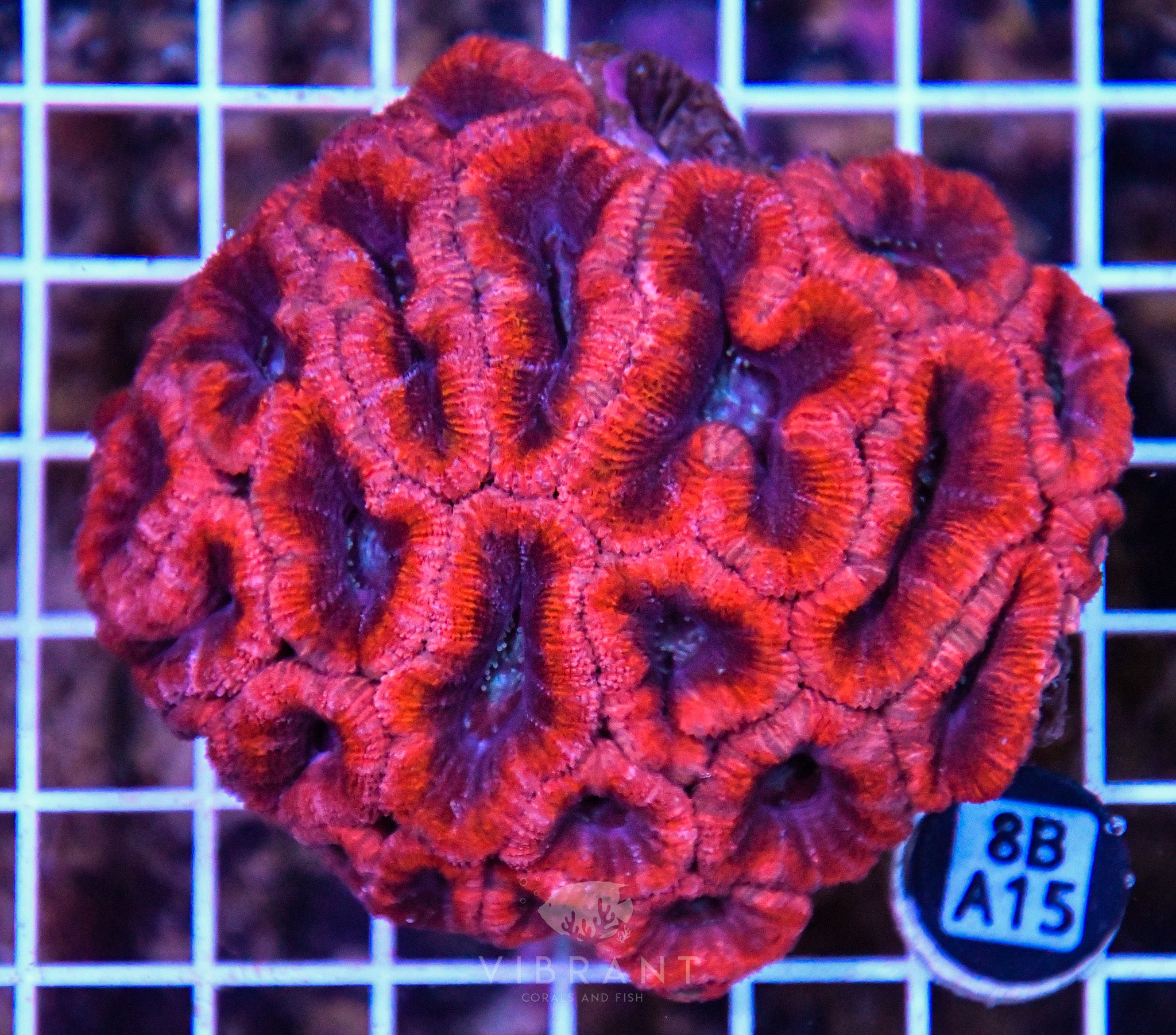 Acan Bower AUS