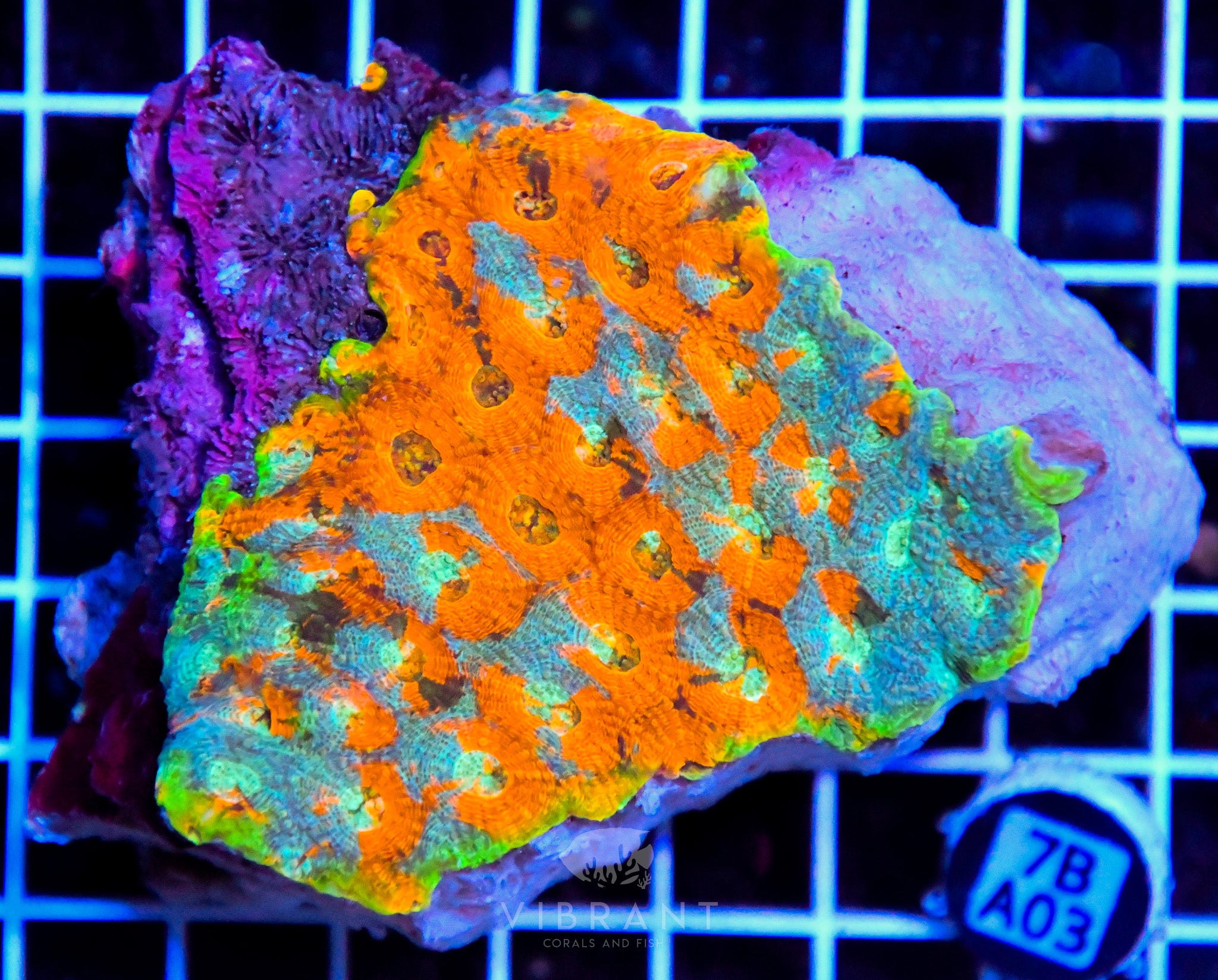 Acan Echinata INDO W