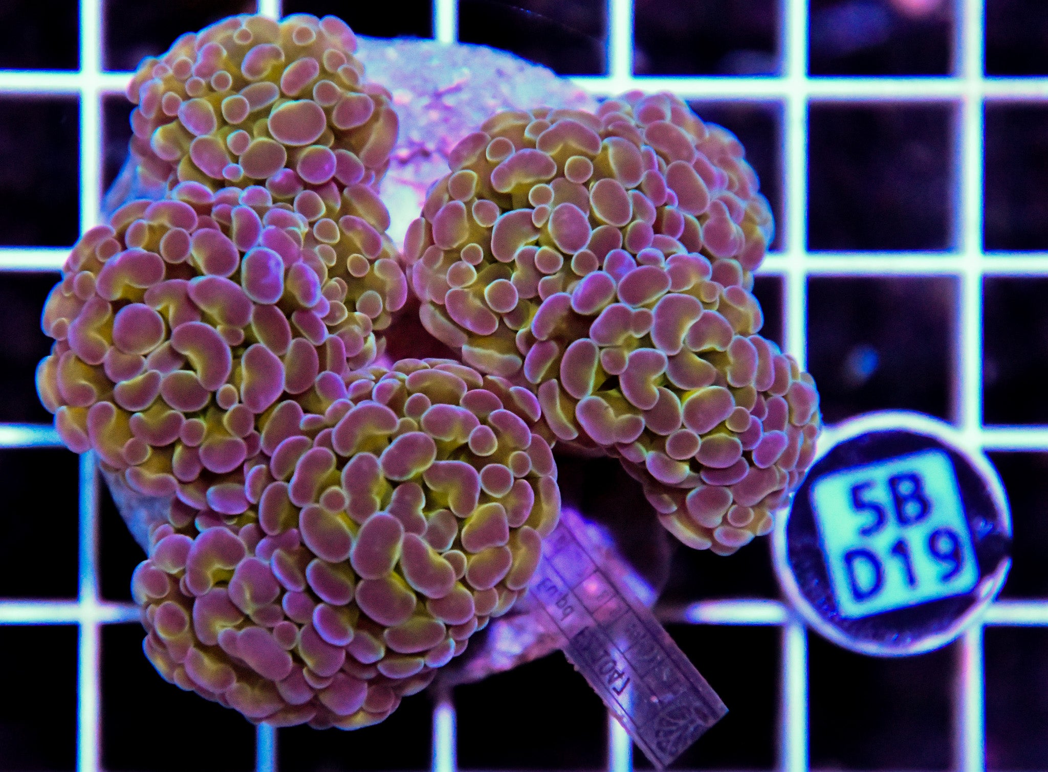 Hammer Branching INDO Halogram
