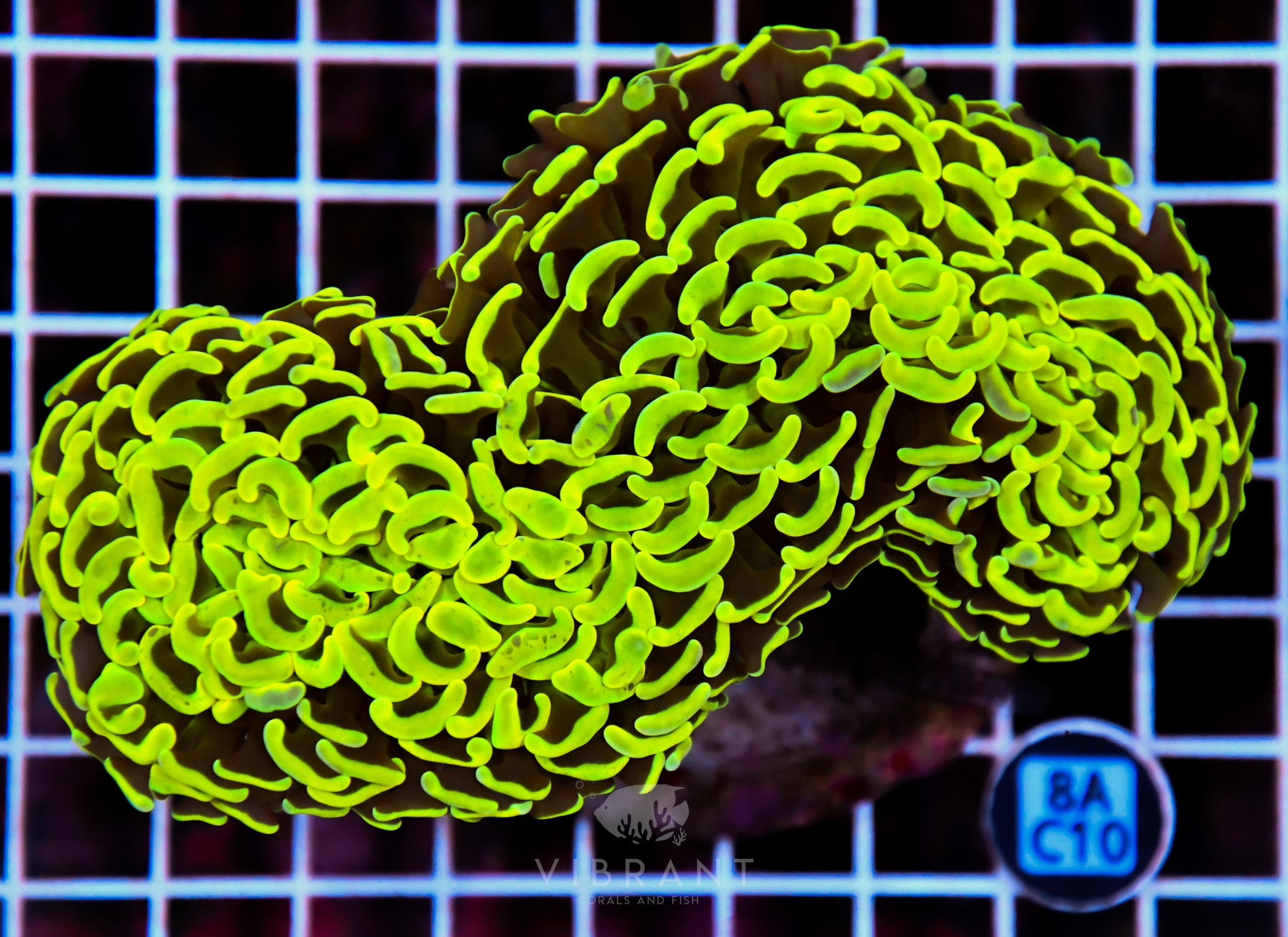 Hammer Wall INDO
