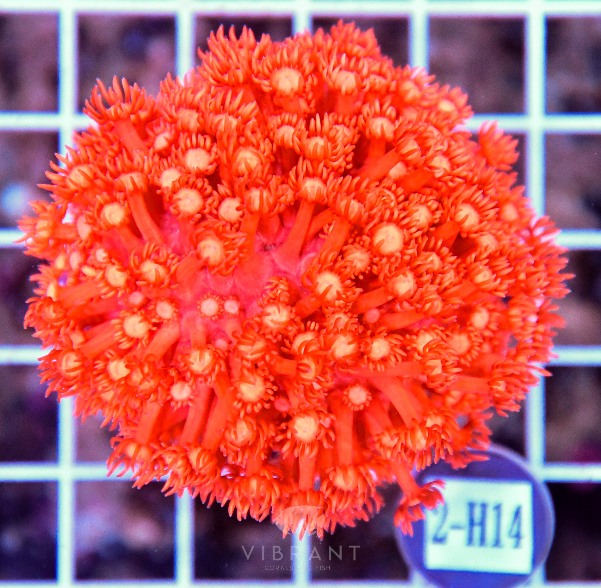 Goniopora INDO W