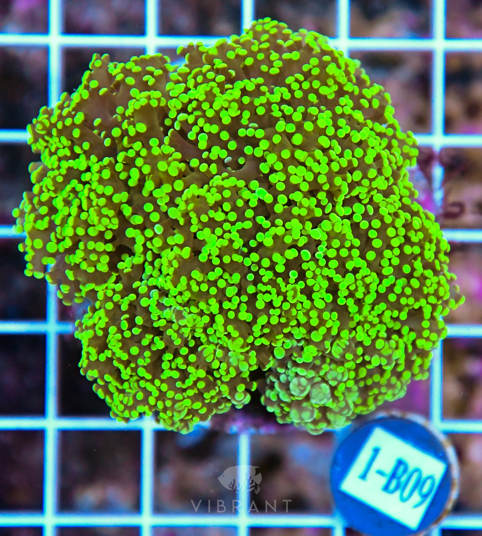 Yaeyamaensis Branching INDO