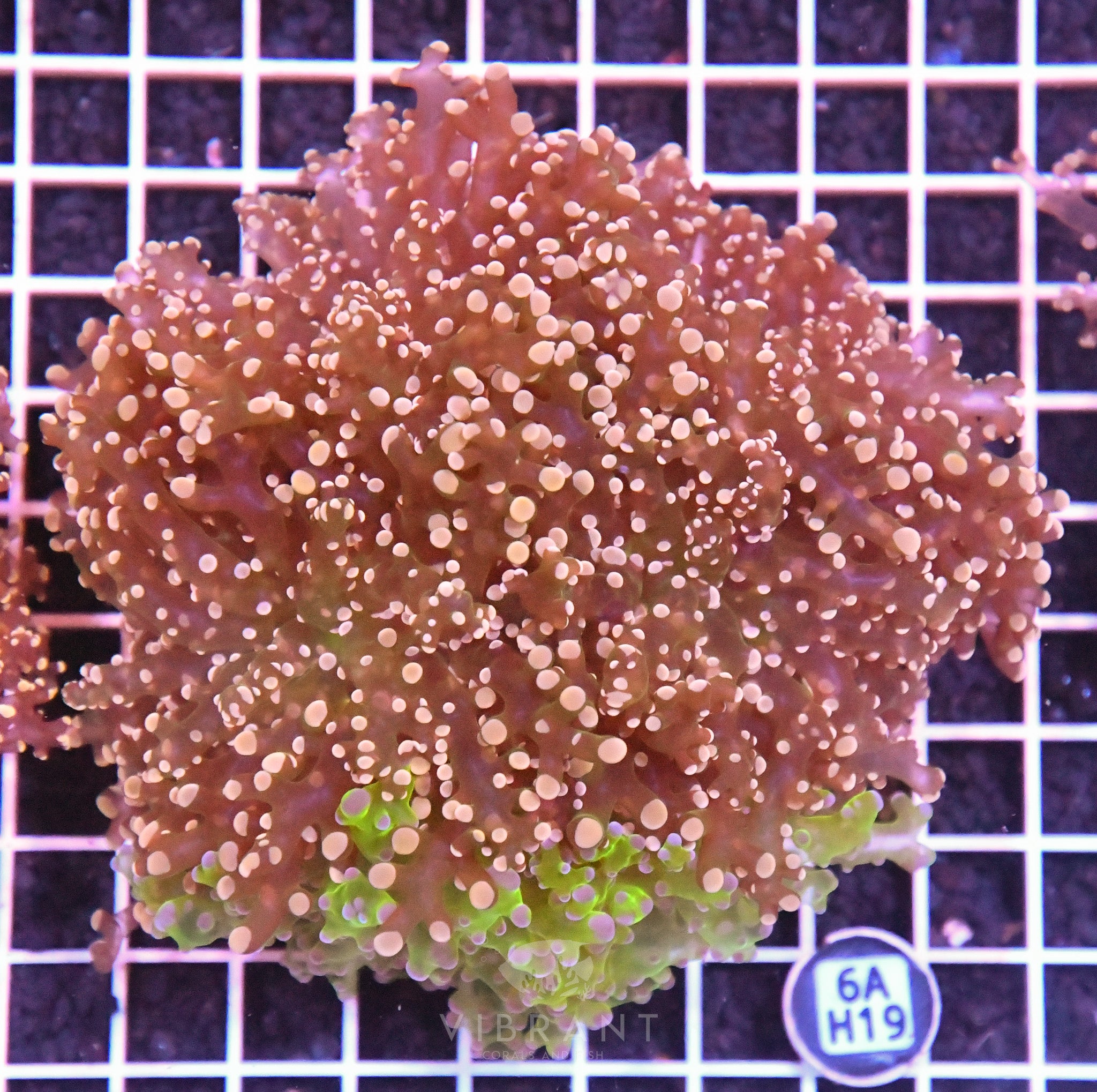 Octospawn Branching INDO