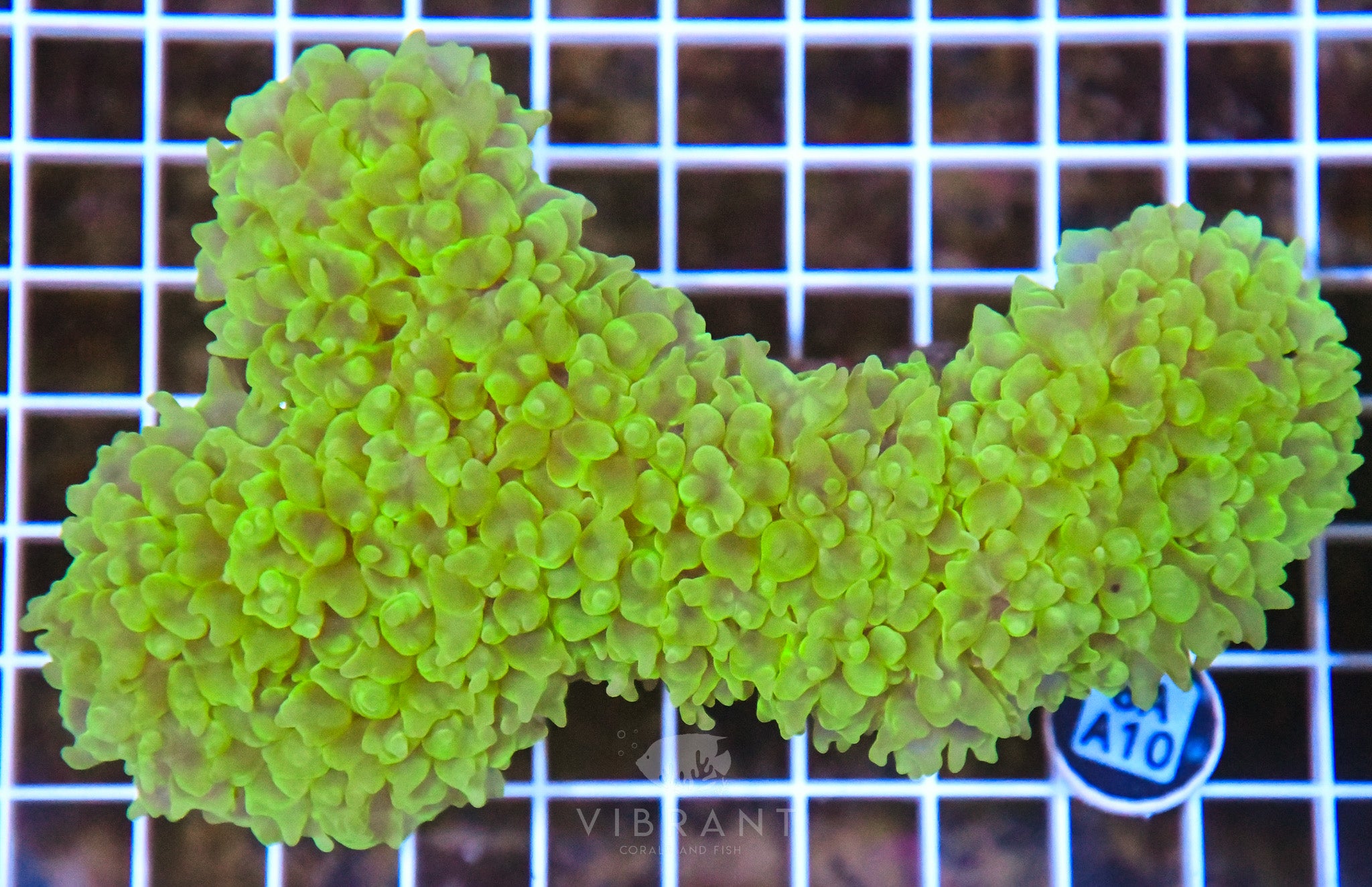 Bubble Coral INDO W