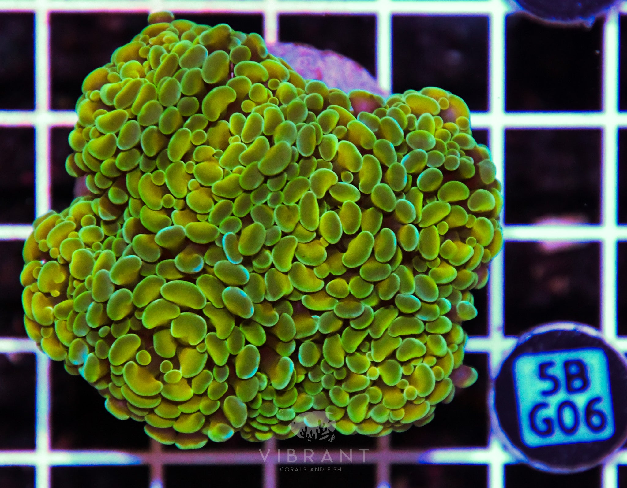 Hammer Branching INDO