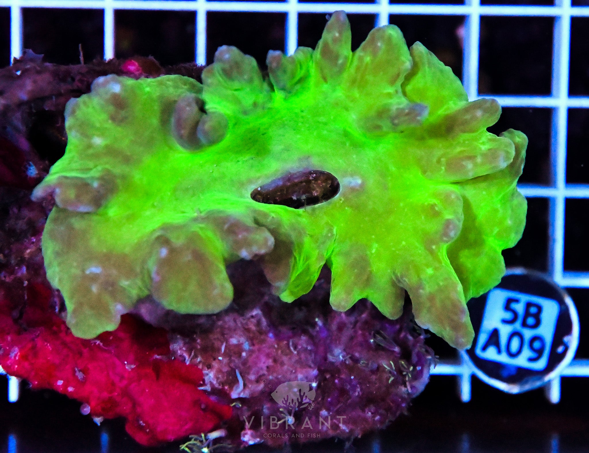 Cabbage Coral INDO W