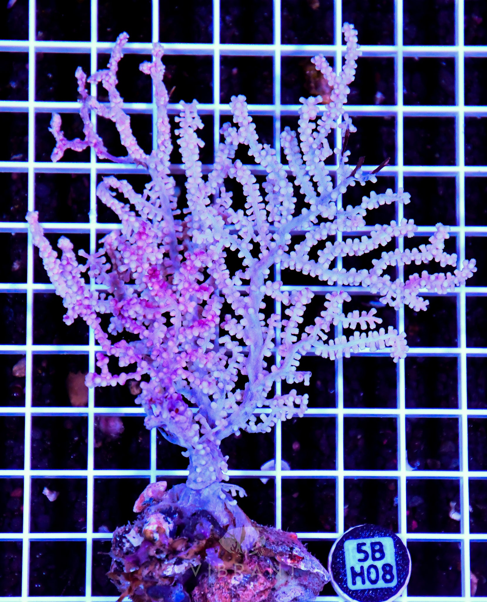 Gorgonian INDO W