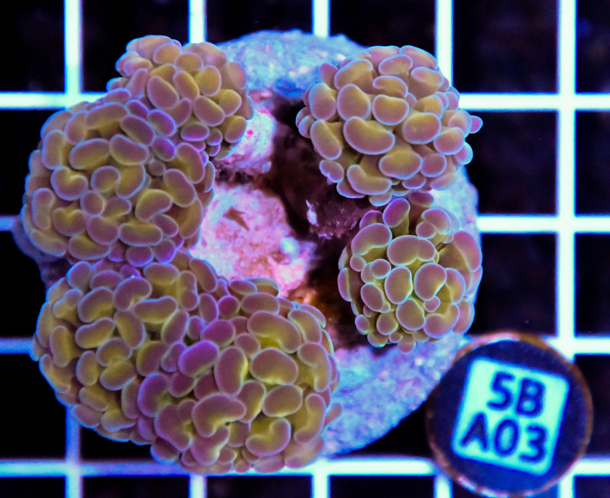 Hammer Branching INDO Halogram