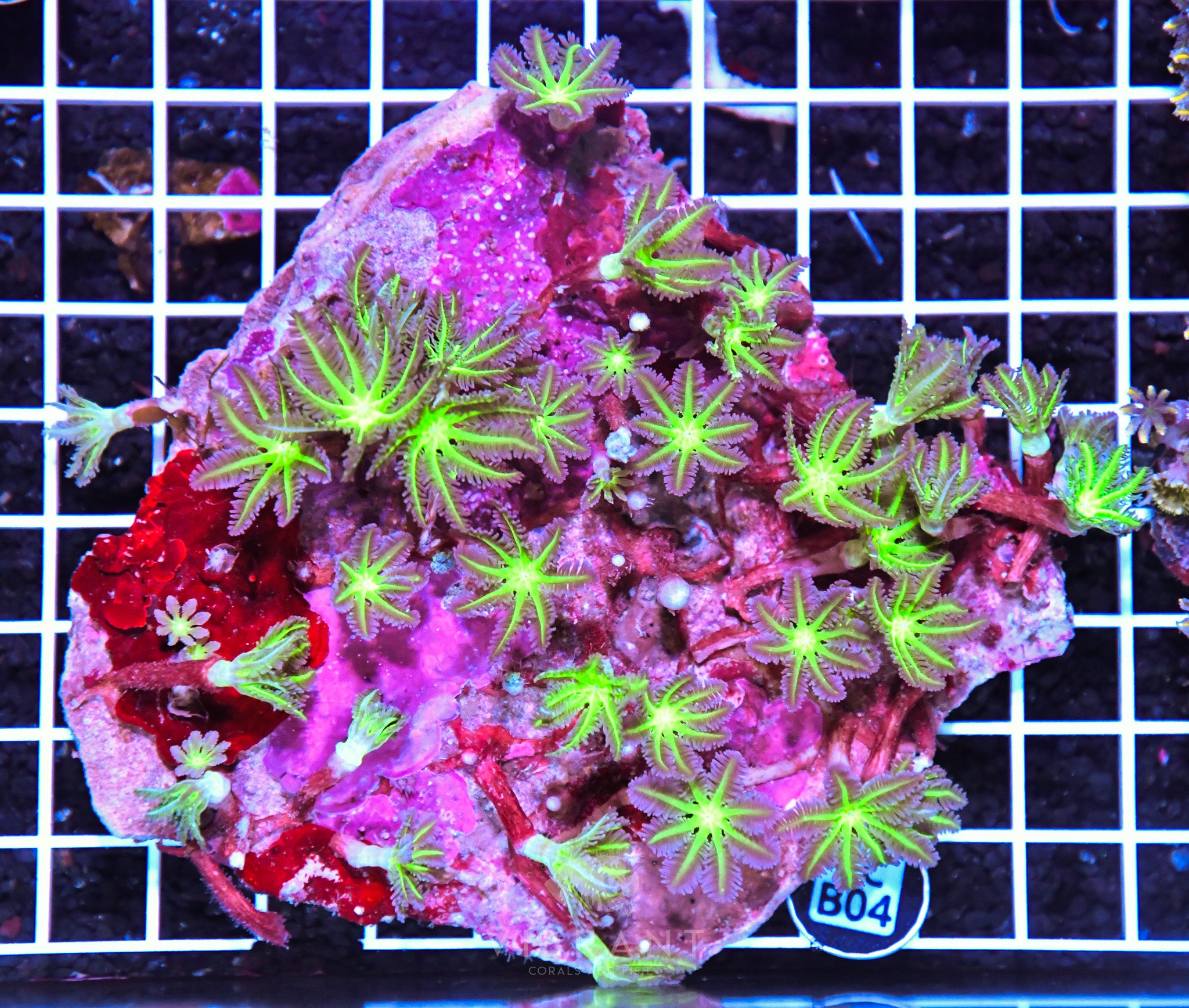Clove Polyp INDO W