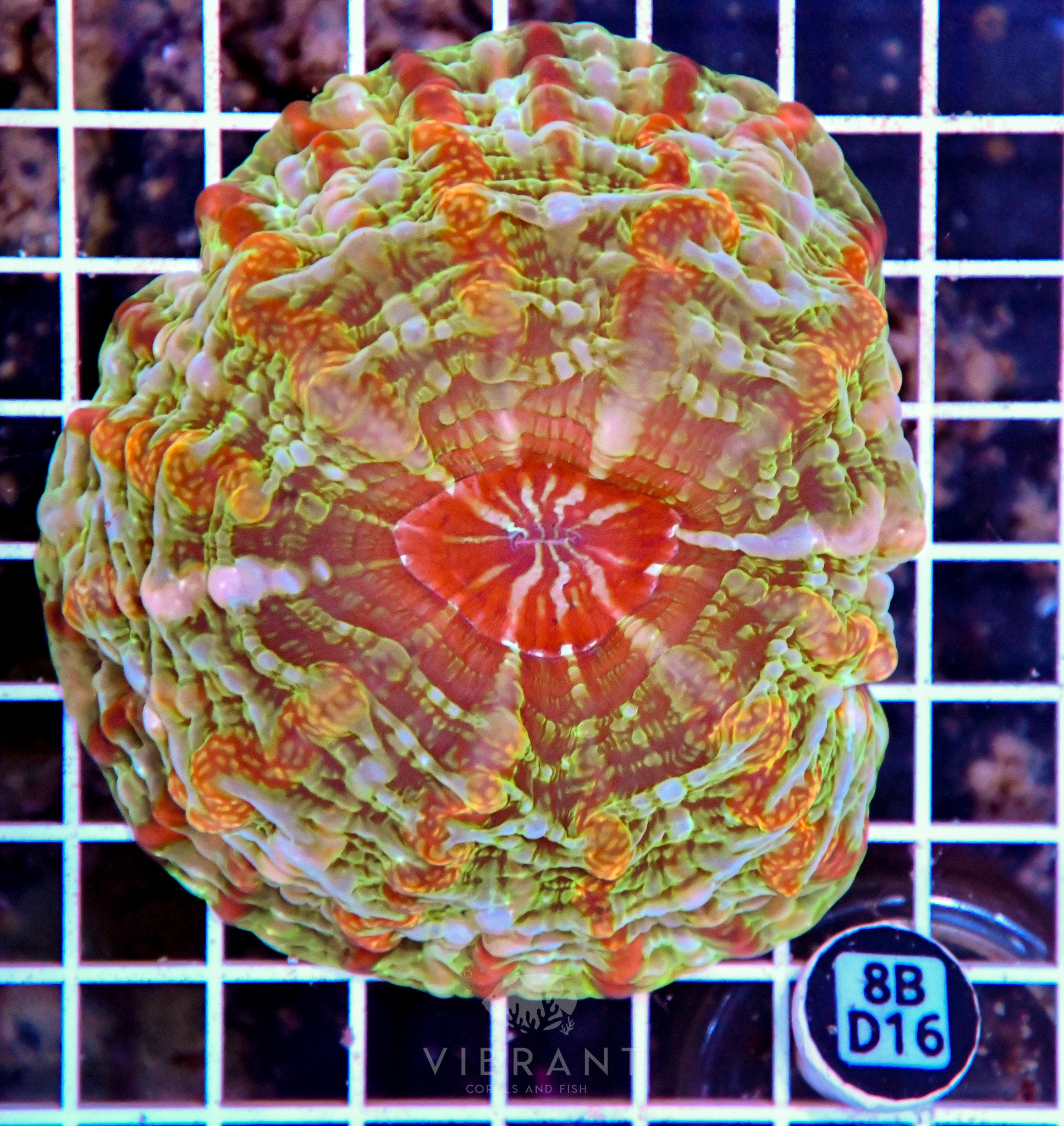 Indophyllia INDO W
