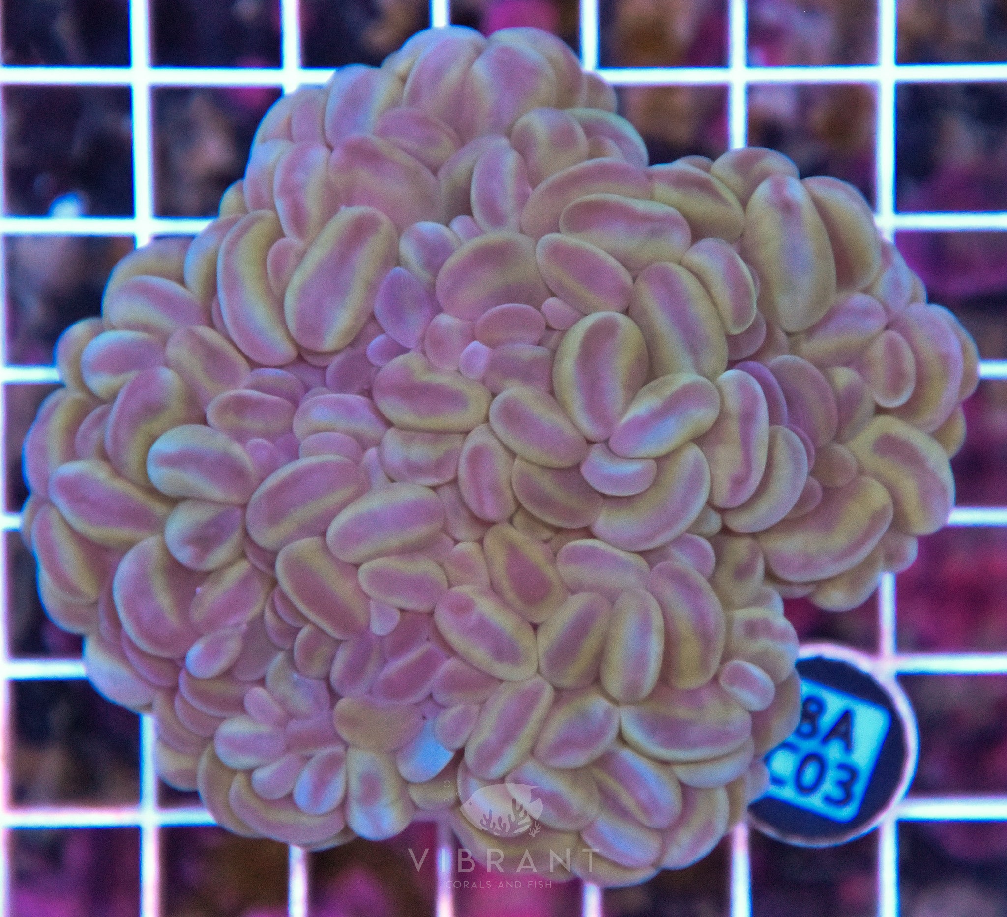 Bubble Coral INDO W