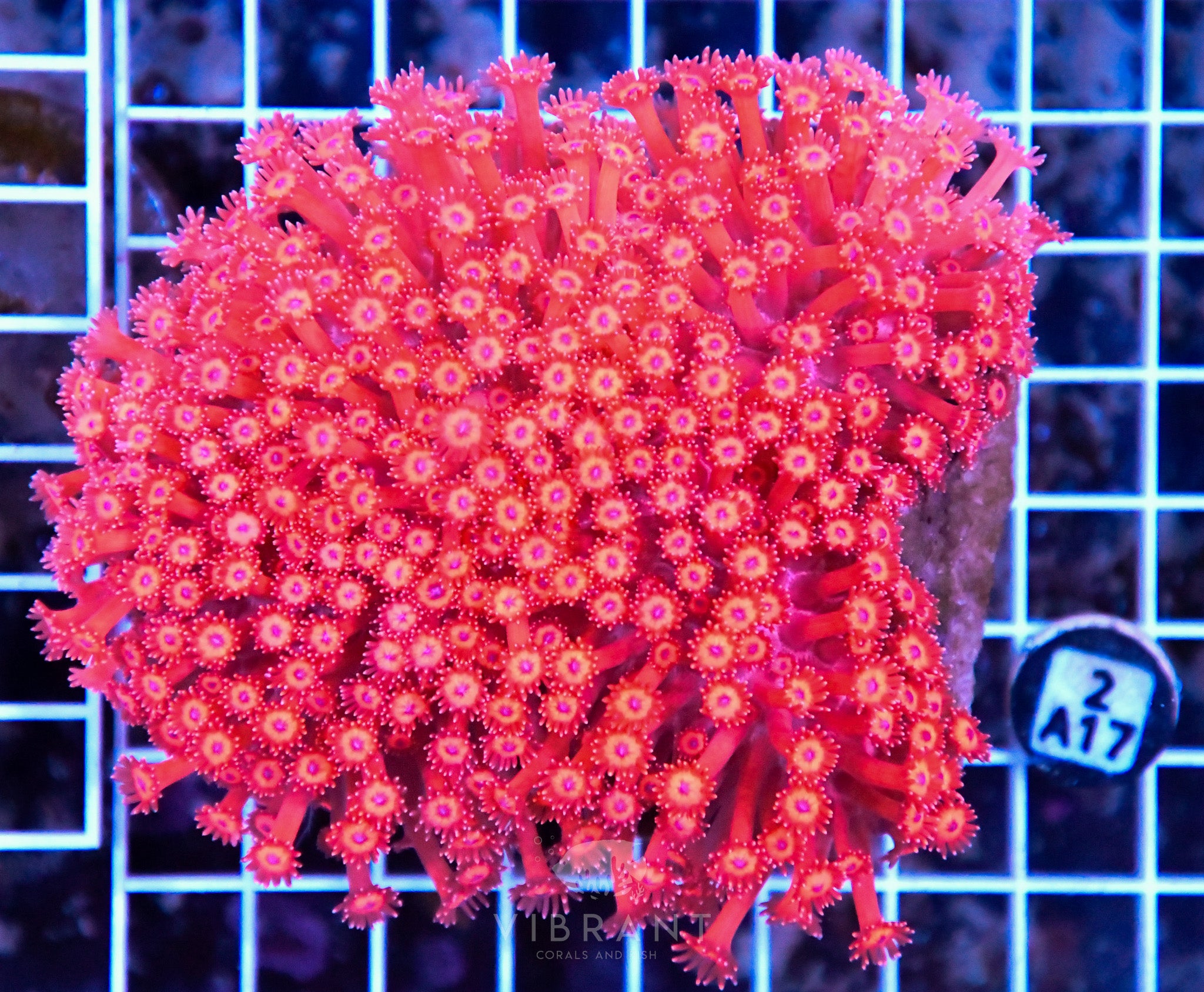 Goniopora INDO W