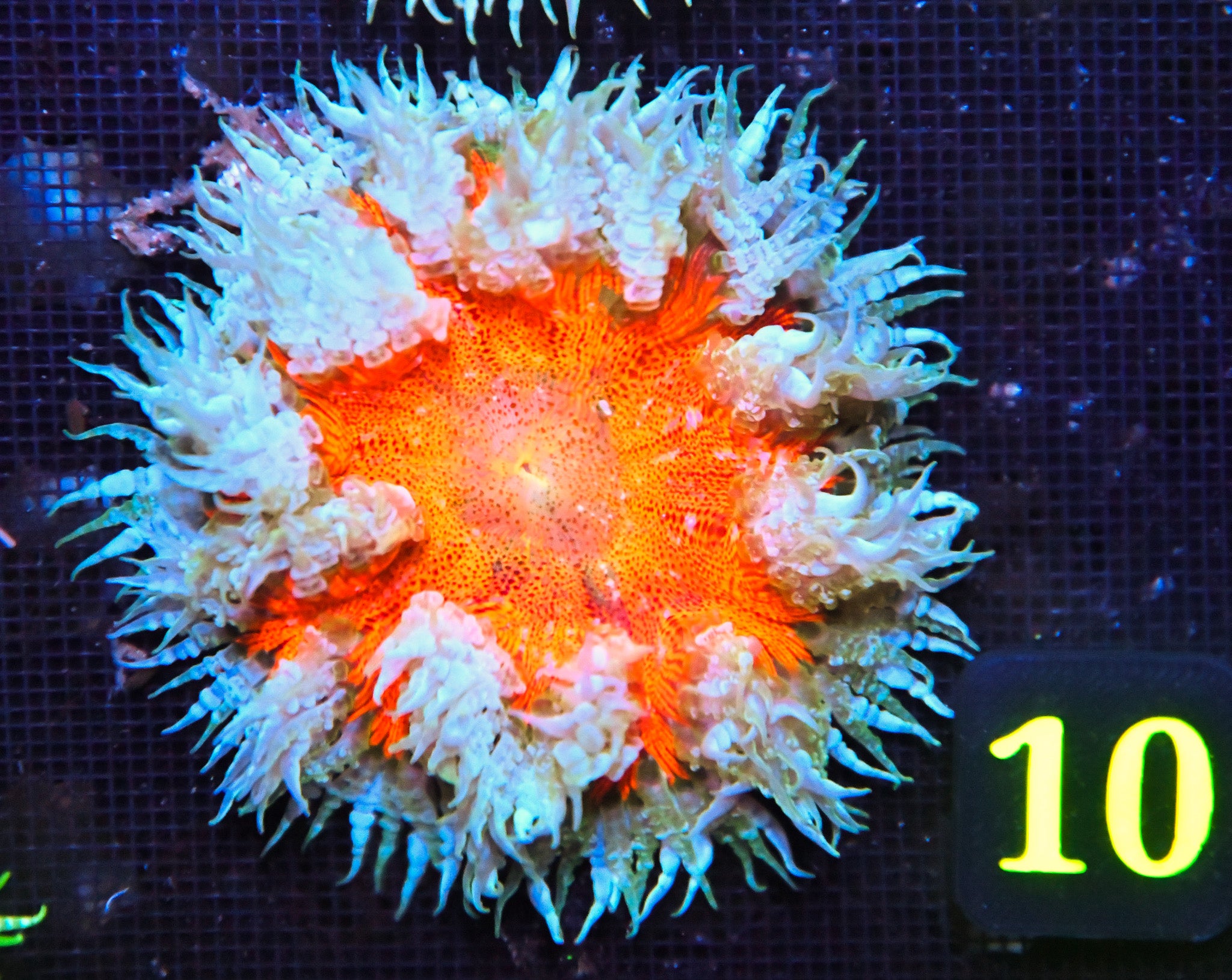 Rock Flower Anemone