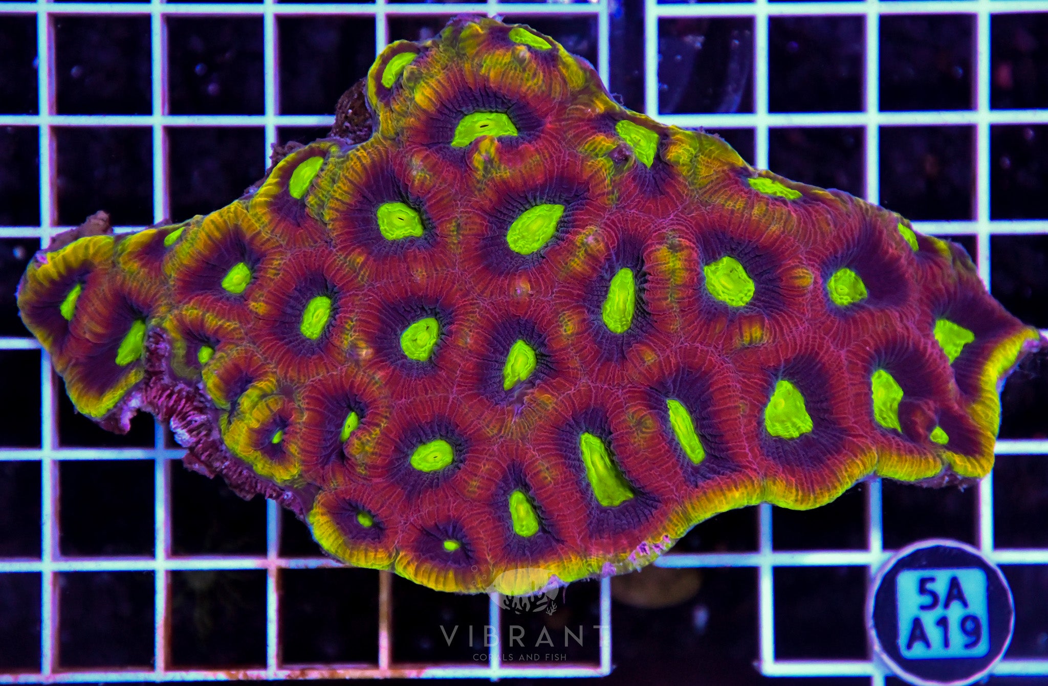 Favia Dragon Soul AUS