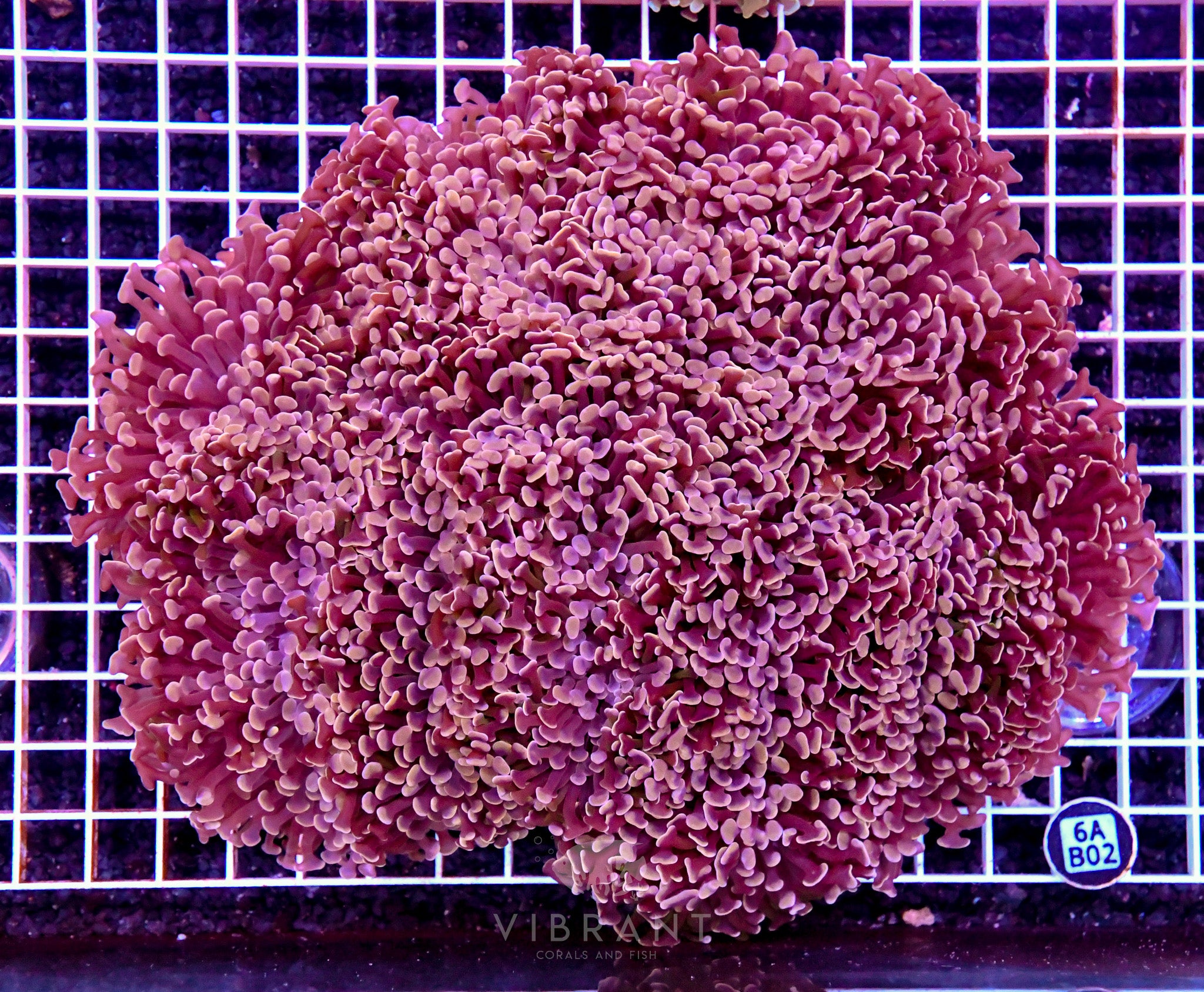 Hammer Wall WAUS SHOWPIECE