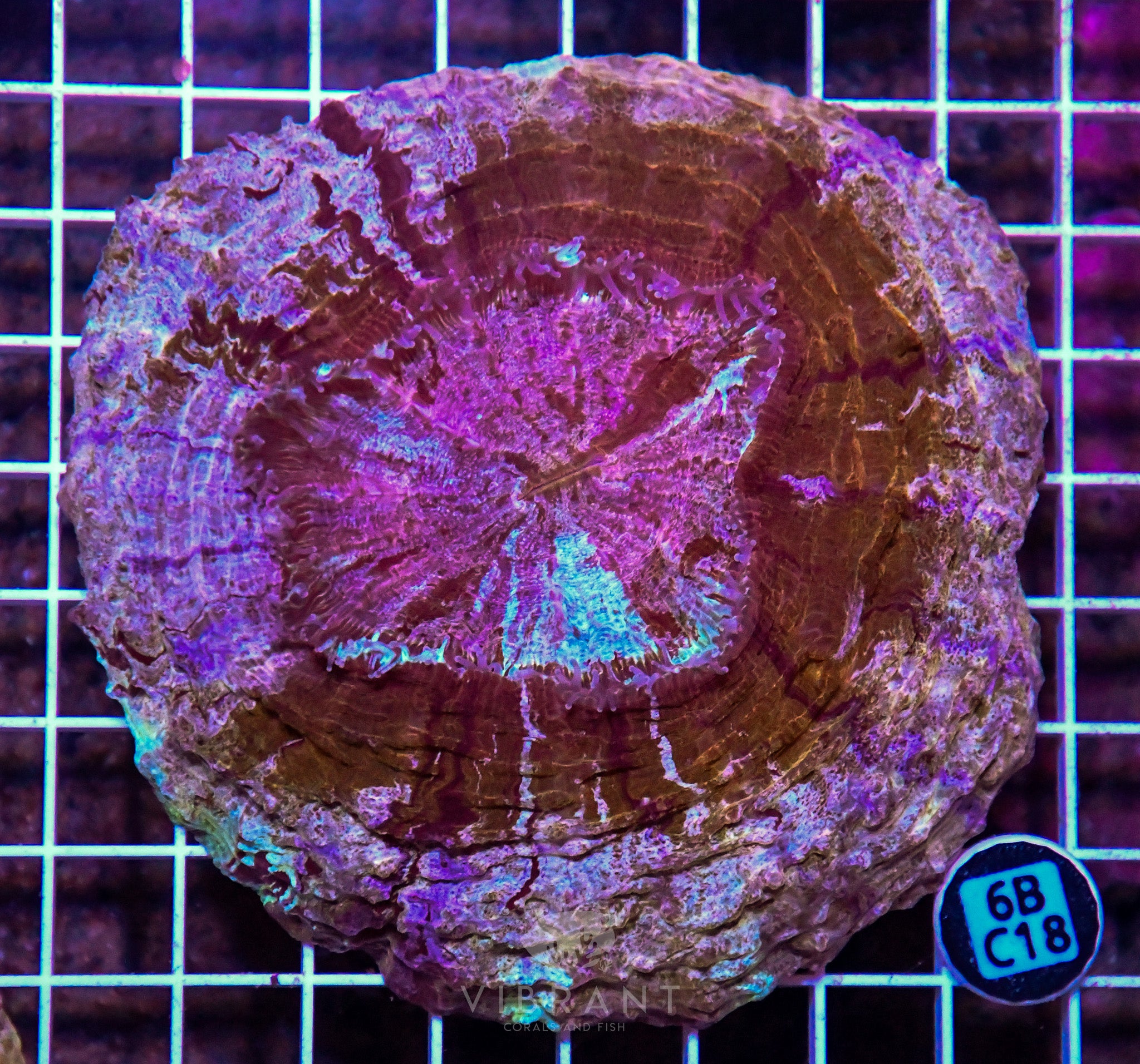 Acanthophyllia INDO W