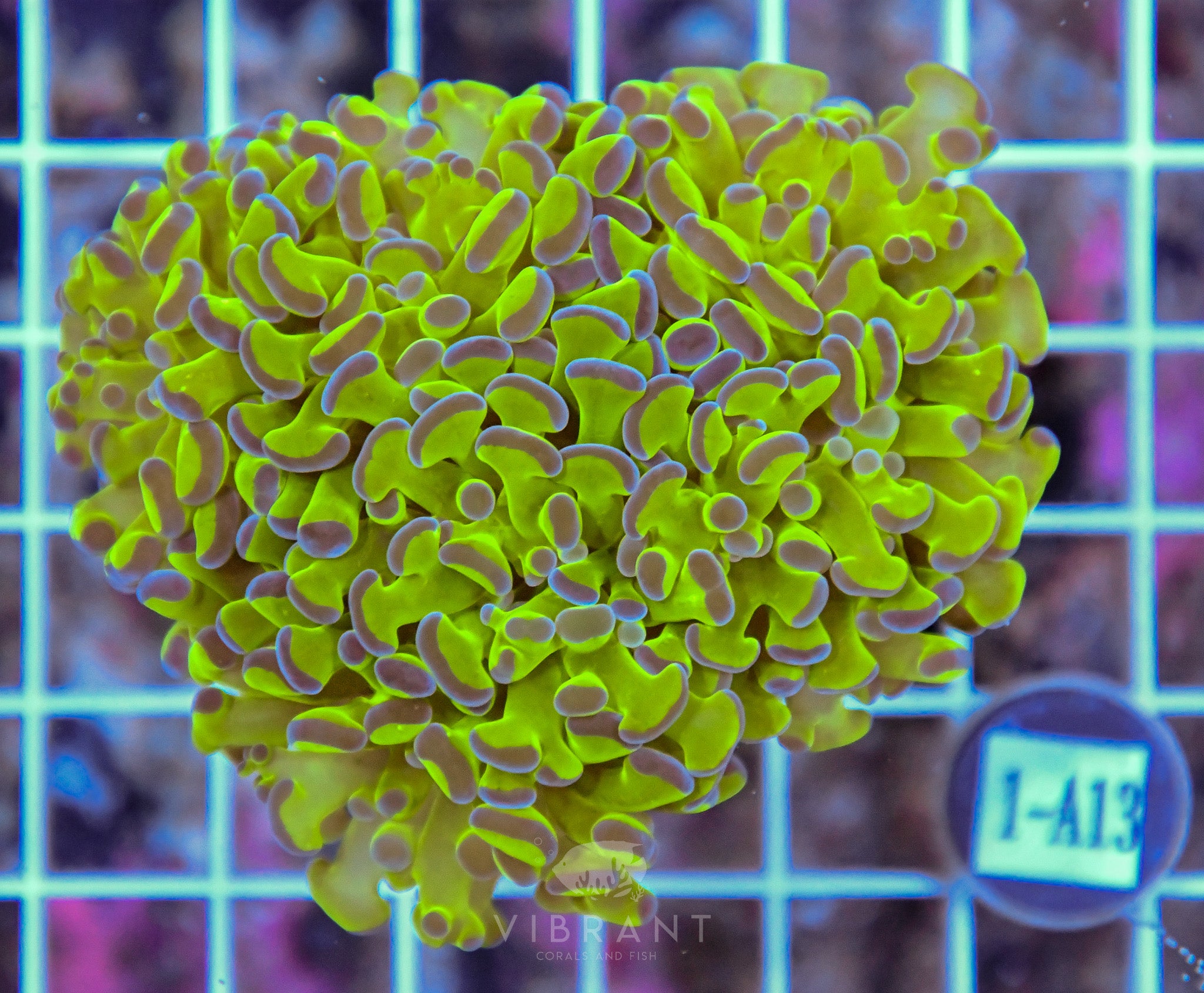 Hammer Branching Aquacultre