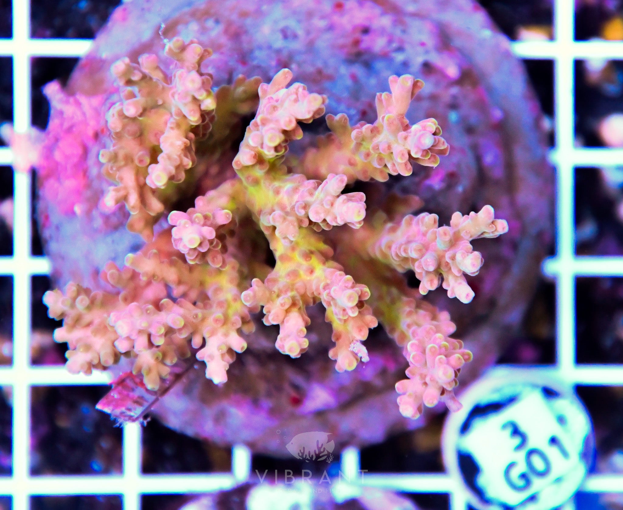 Acro INDO