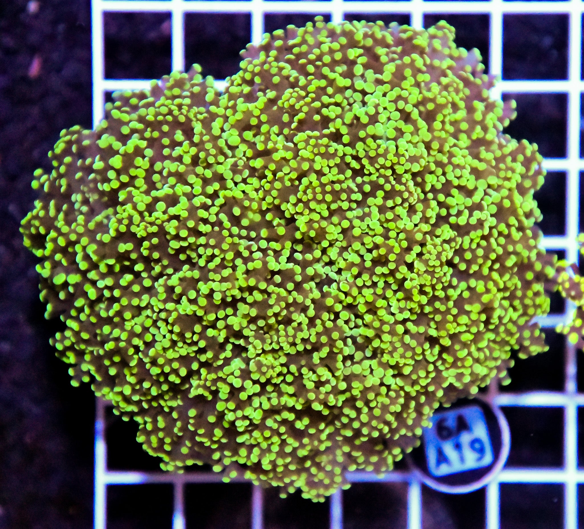 Yaeyamaensis Branching INDO