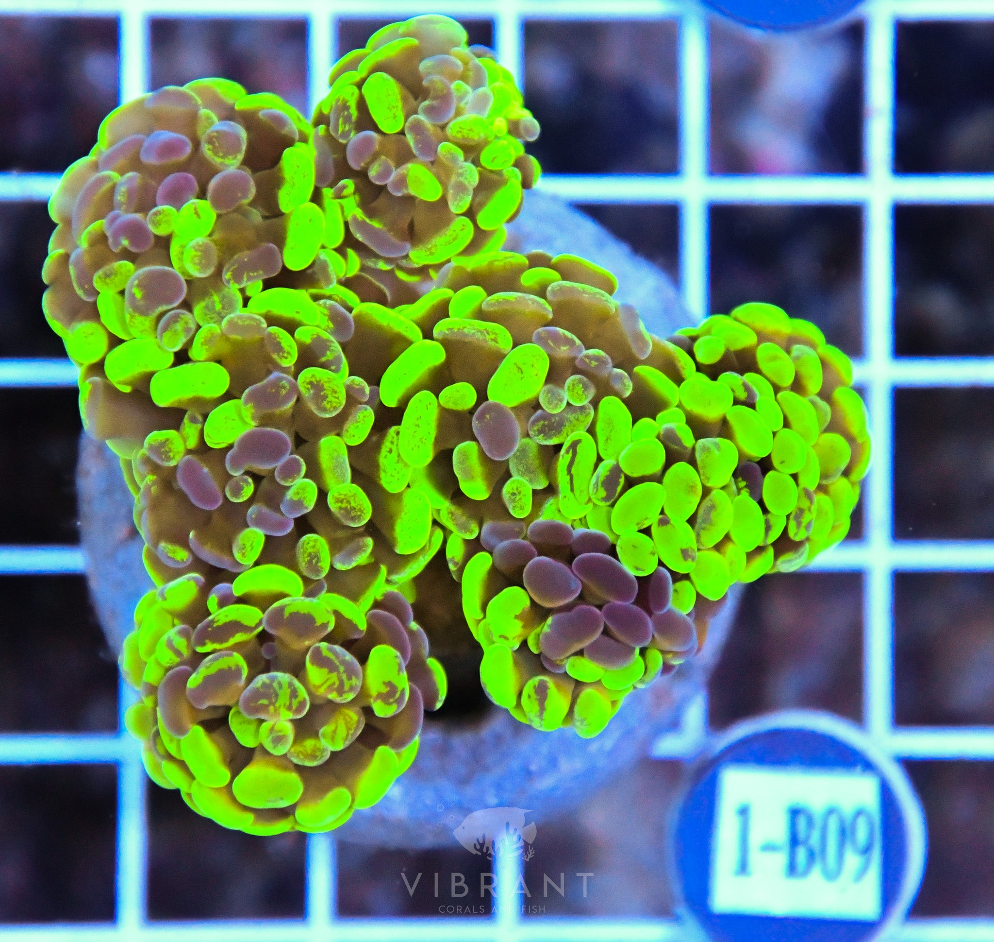 Hammer Branching INDO