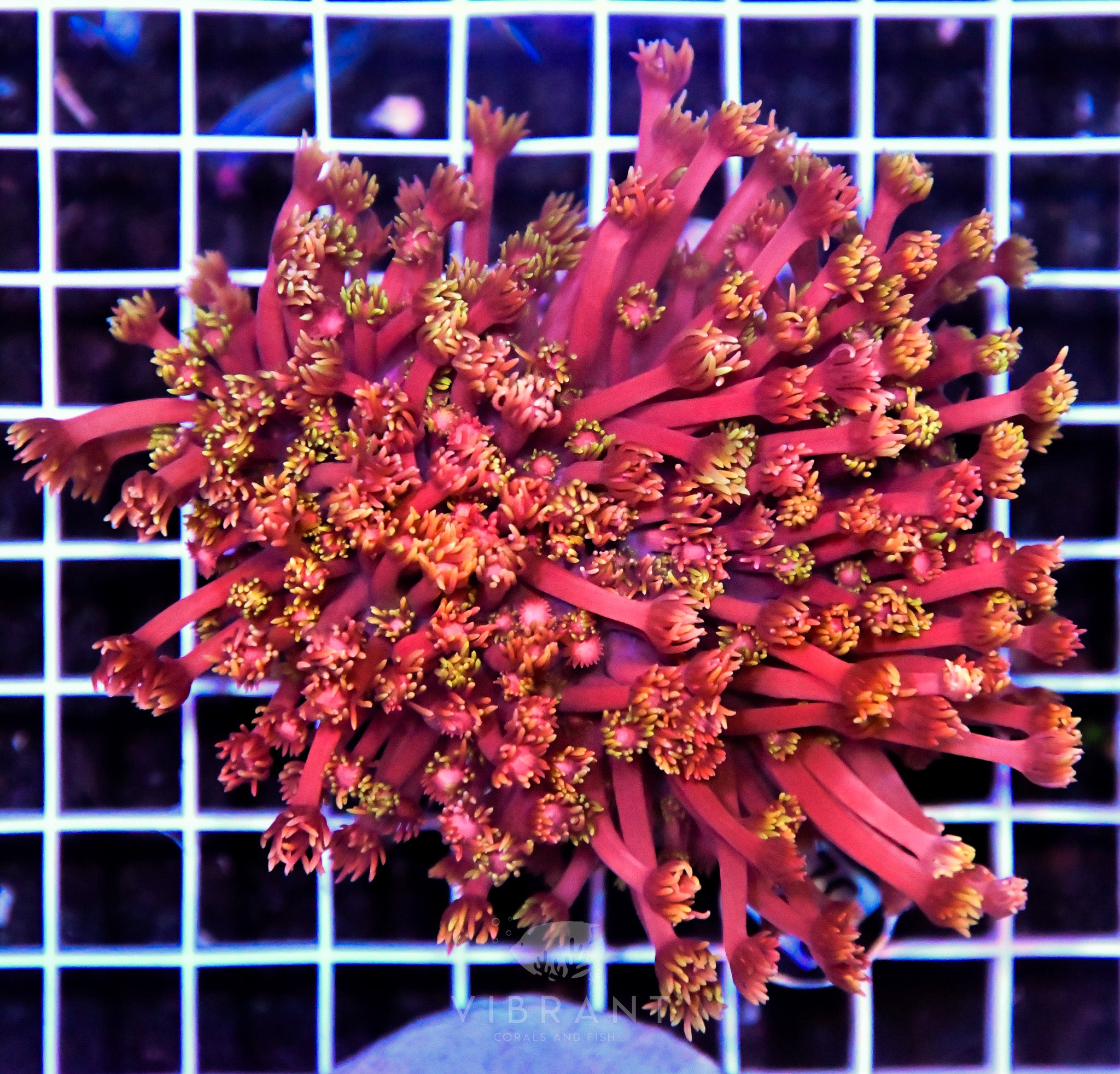 Goniopora INDO