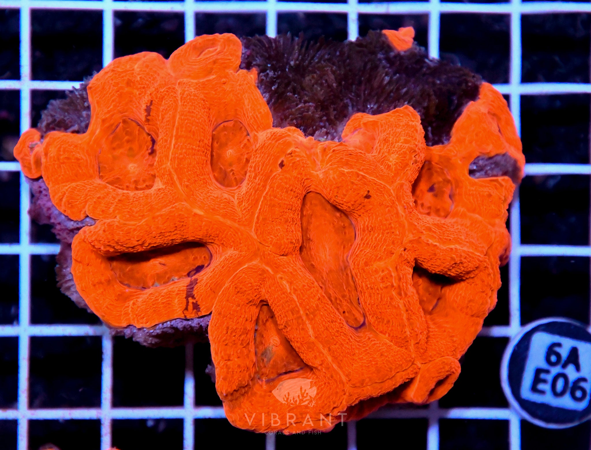 Acan Bower AUS